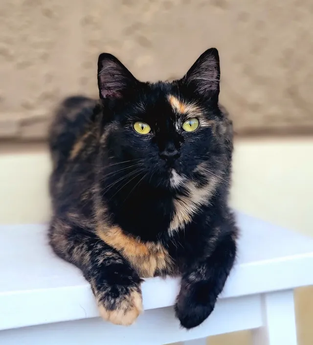 mia - South Hebron Avenue, Evansville