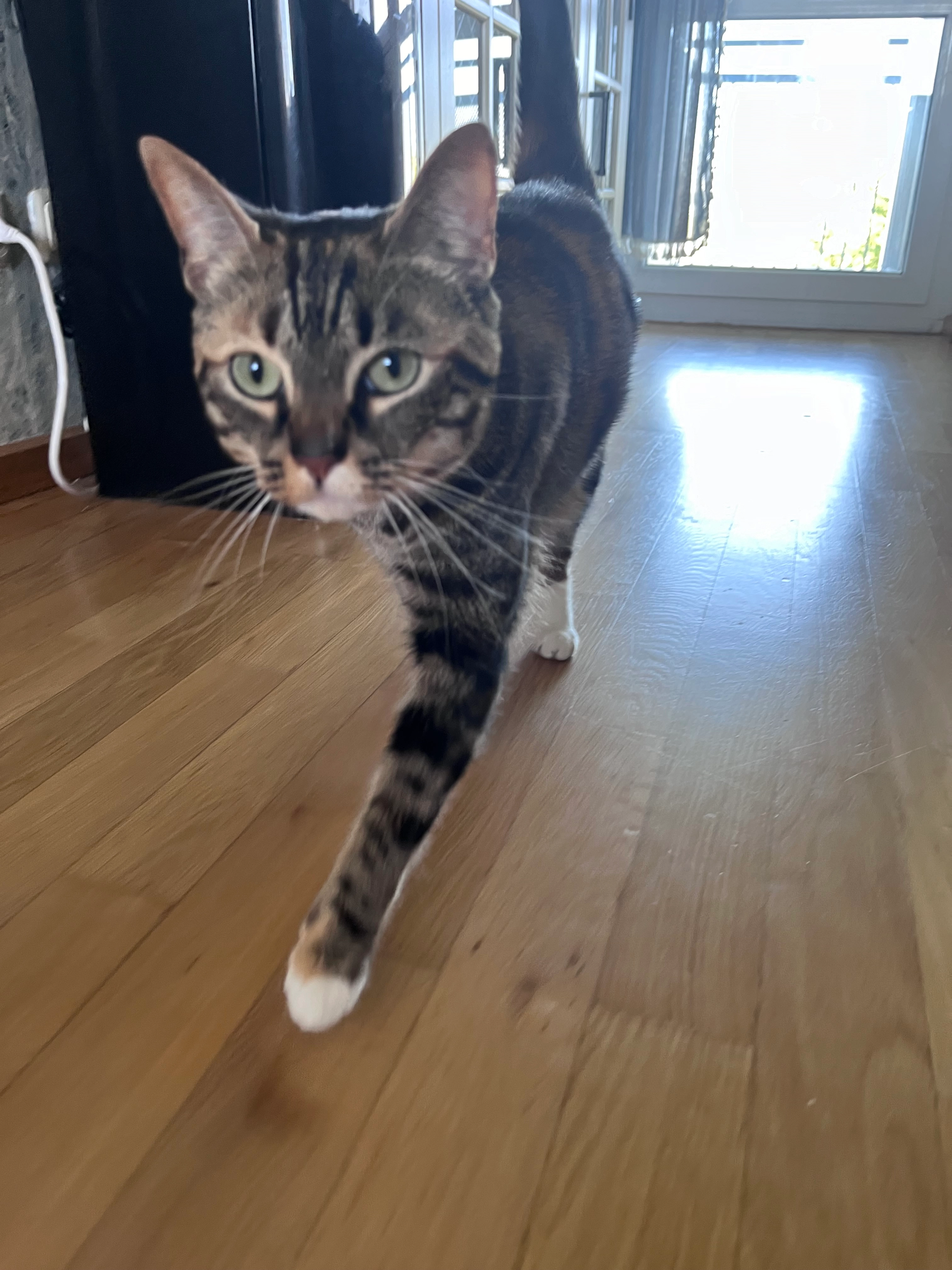 Joelle (Ellie) - Sattelhof, Winnweiler