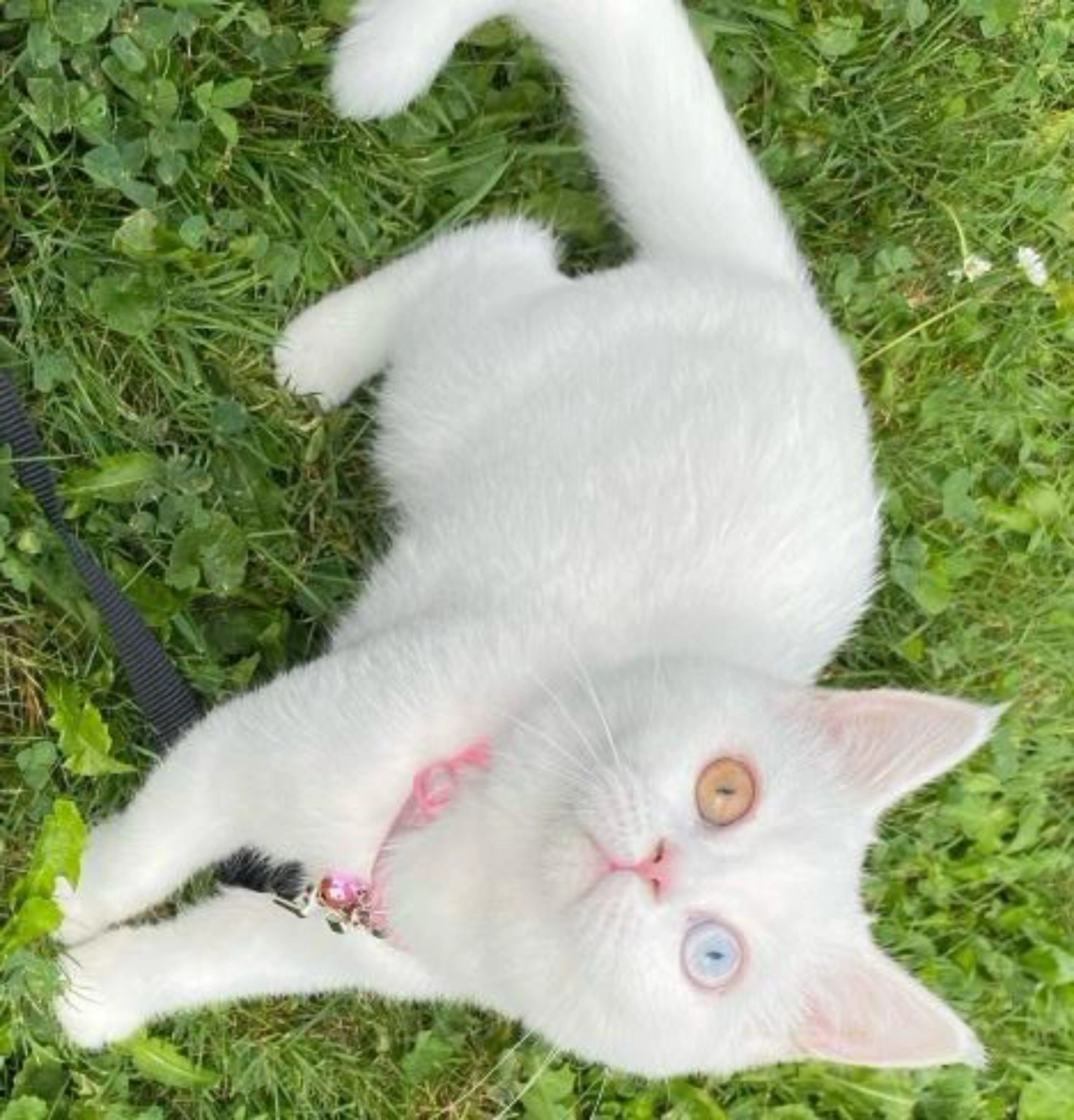 Kira - Route de la Proz, Orsières