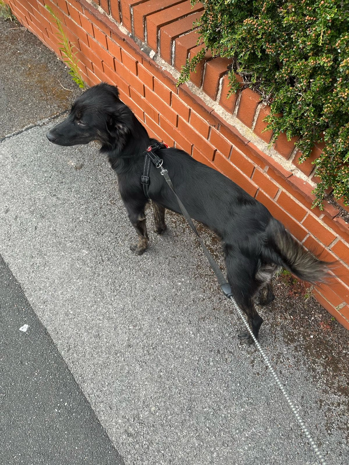 Molly - 3 Baum's Lane, Mansfield