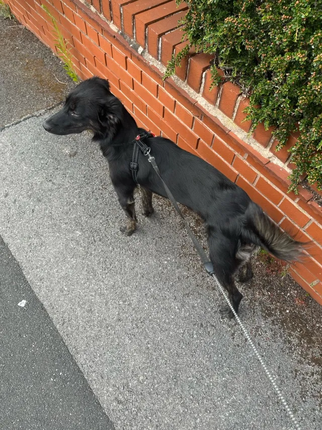 Molly - 3 Baum's Lane, Mansfield