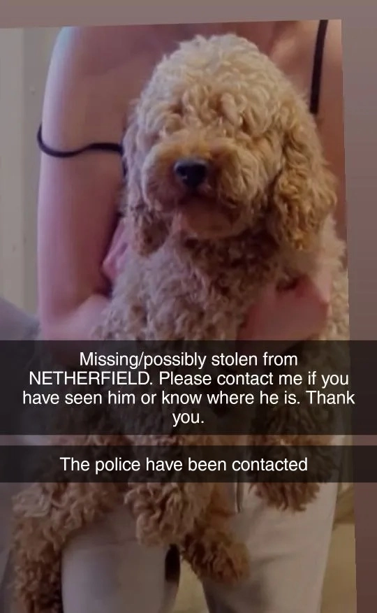 Teddy - Hodgkinson Street, Nottingham