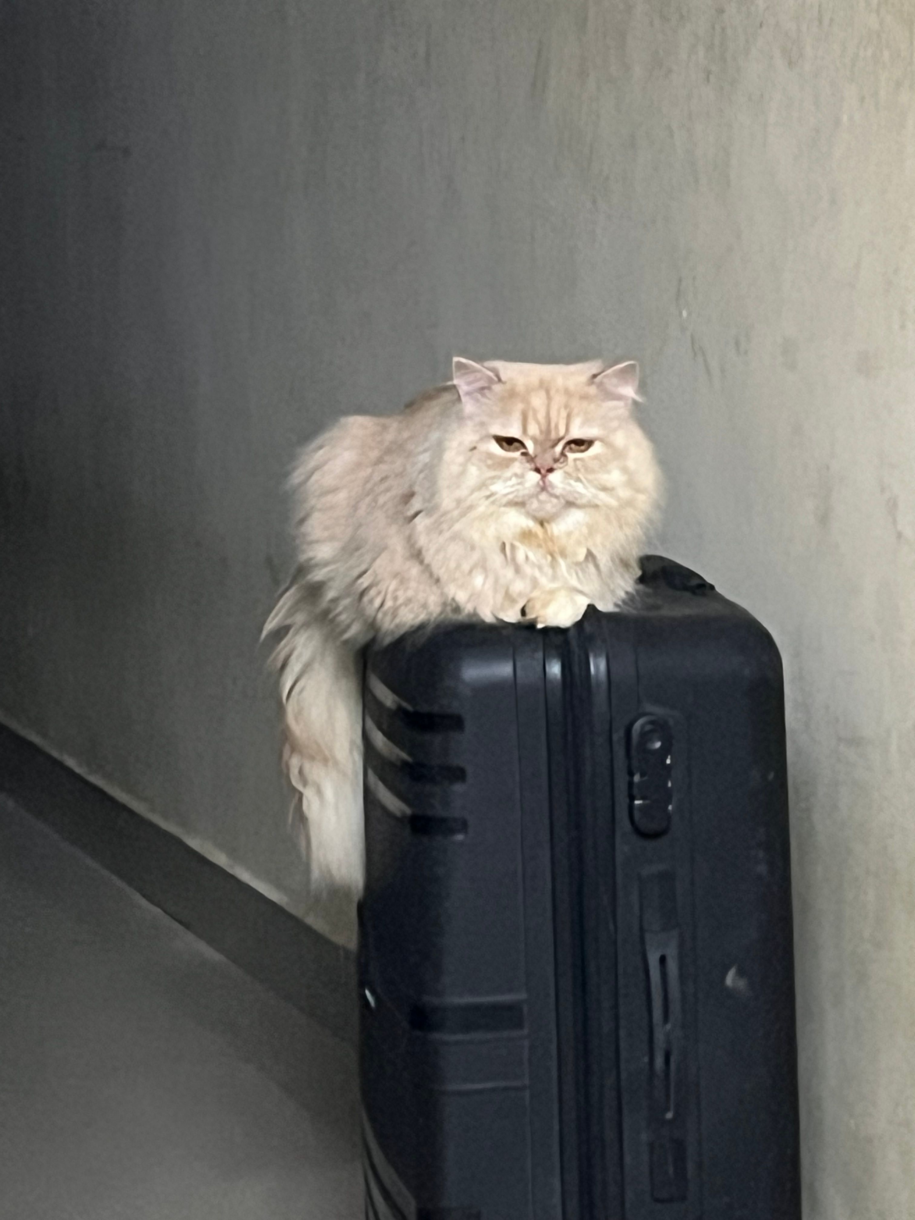 Whisky - Byrathi,Rammana Layout,bless Garden , Bengaluru