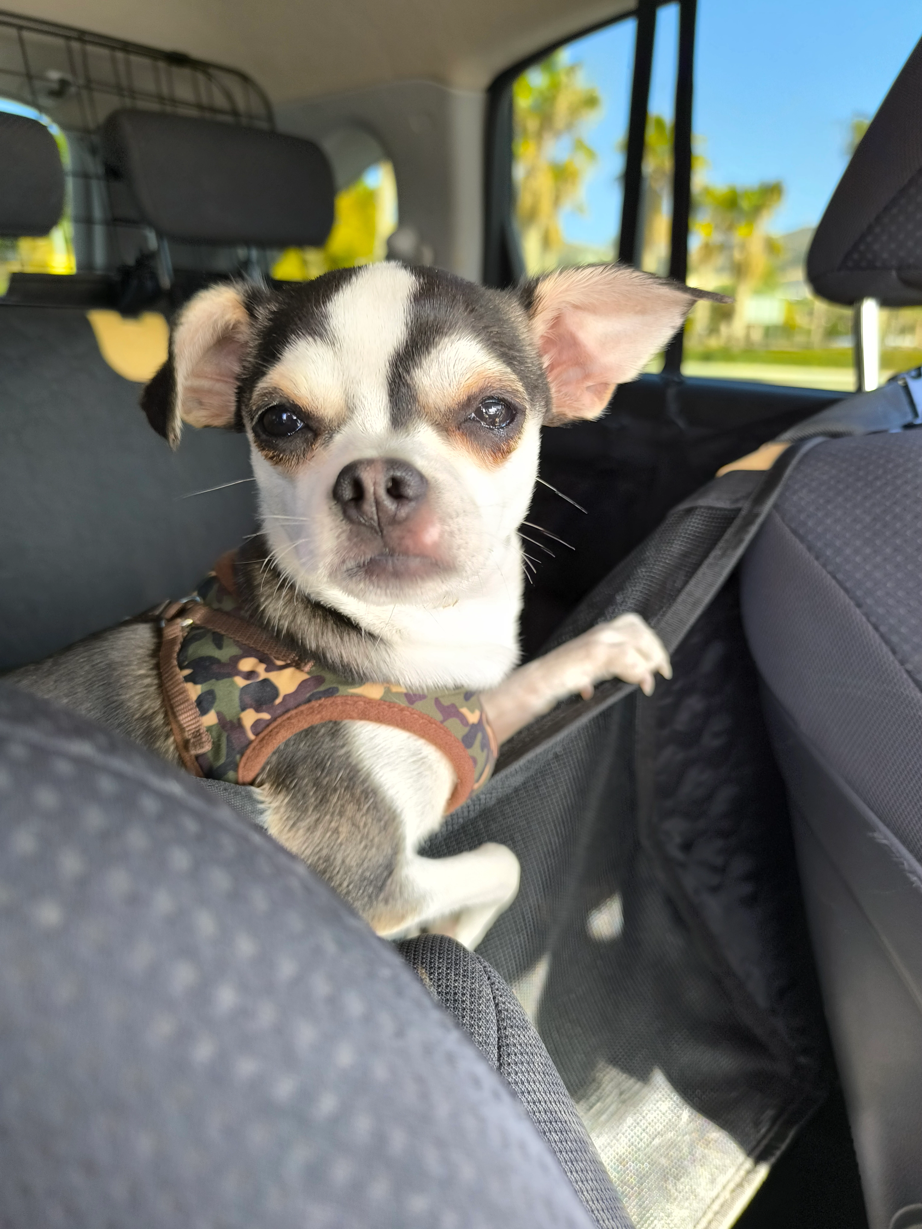 Buddy - Ds Diseminado, Árchez