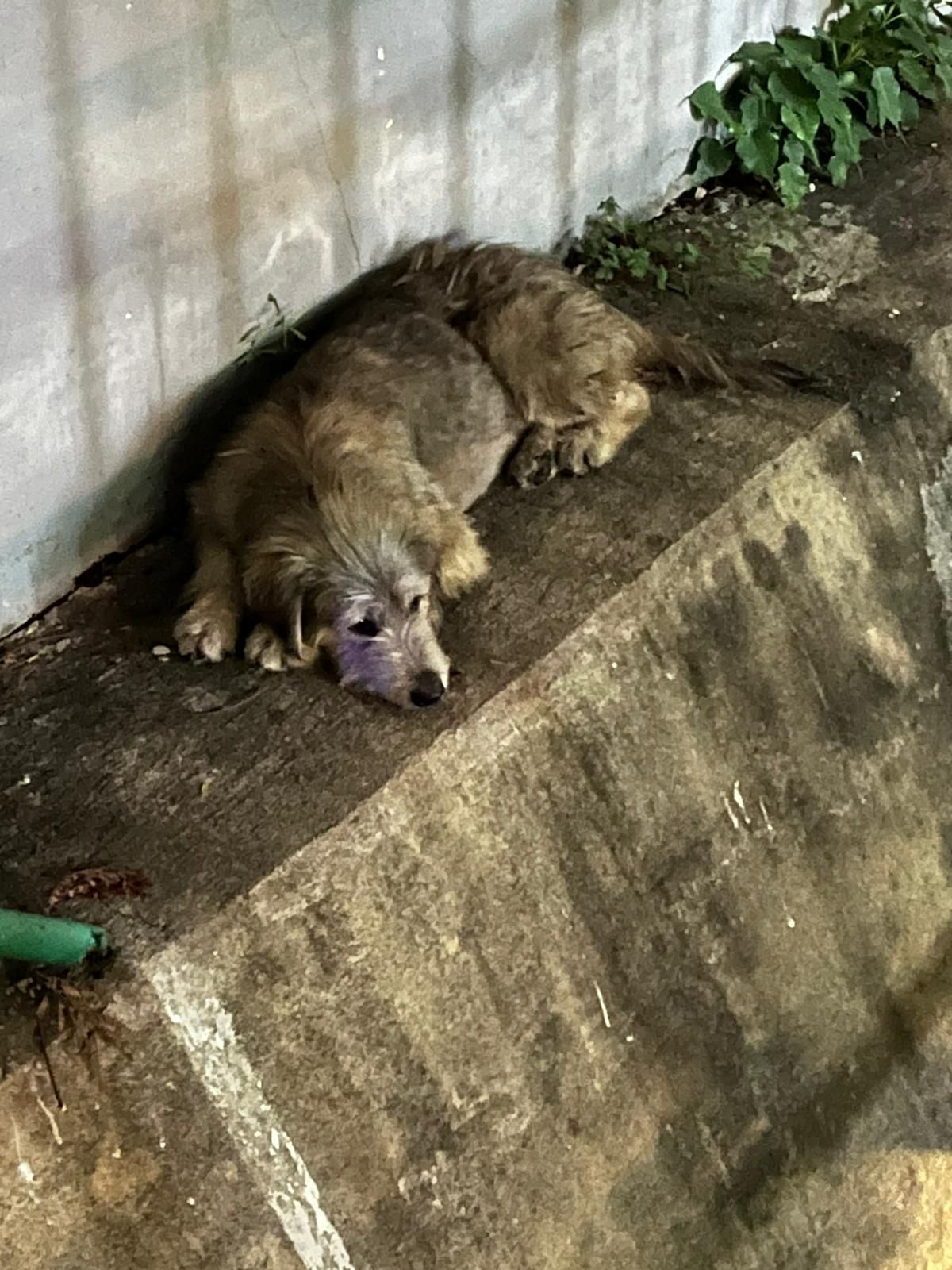 Lost scared dog - ซอยนราธิวาสราชนครินทร์ 11 on 17 th August, Bangkok