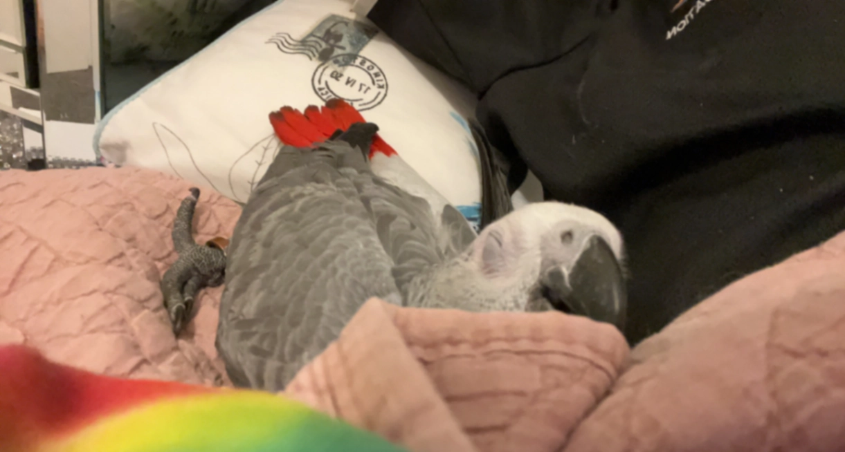 Coo coo - PE11 1, Spalding