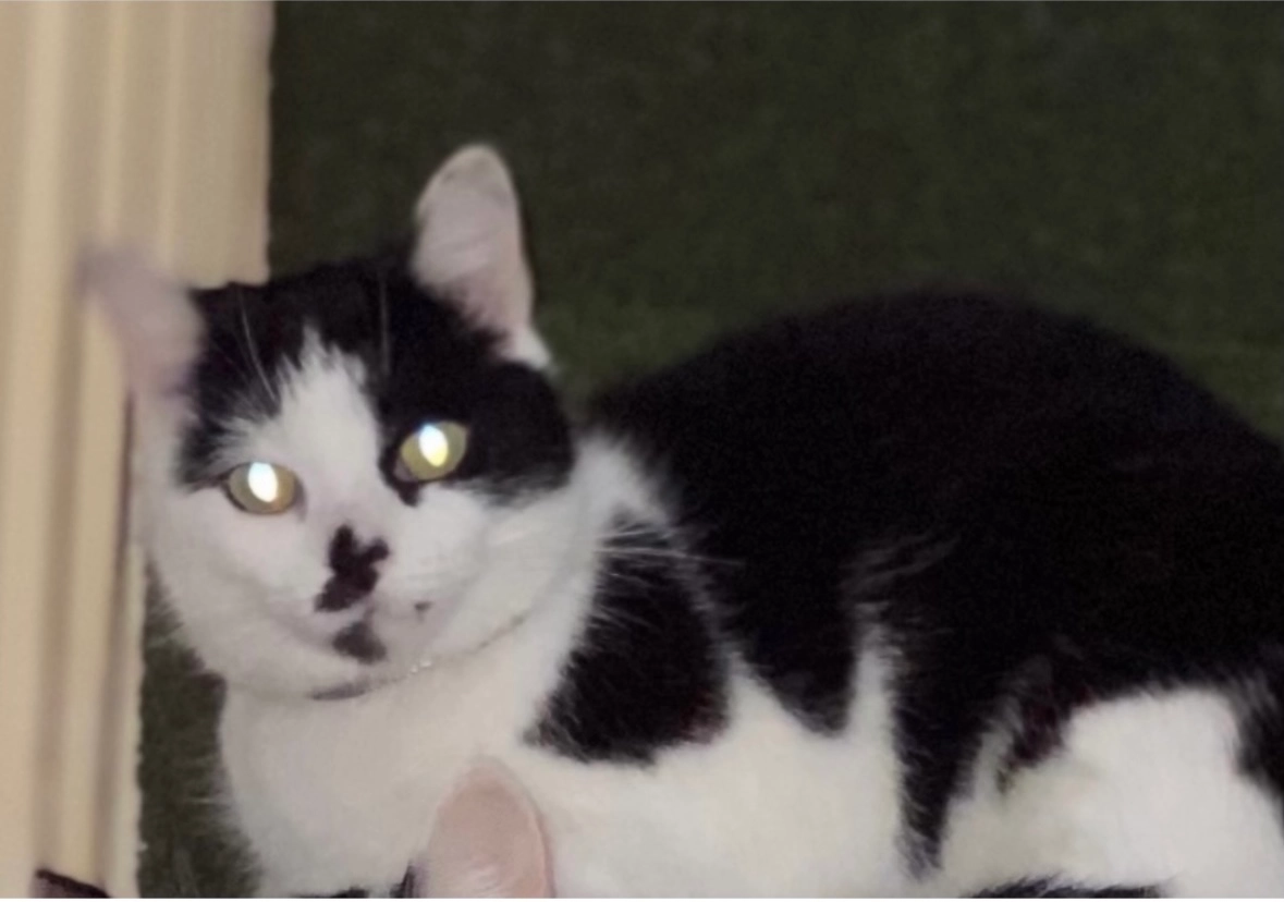 Tiny - North Cliff Street, Preston