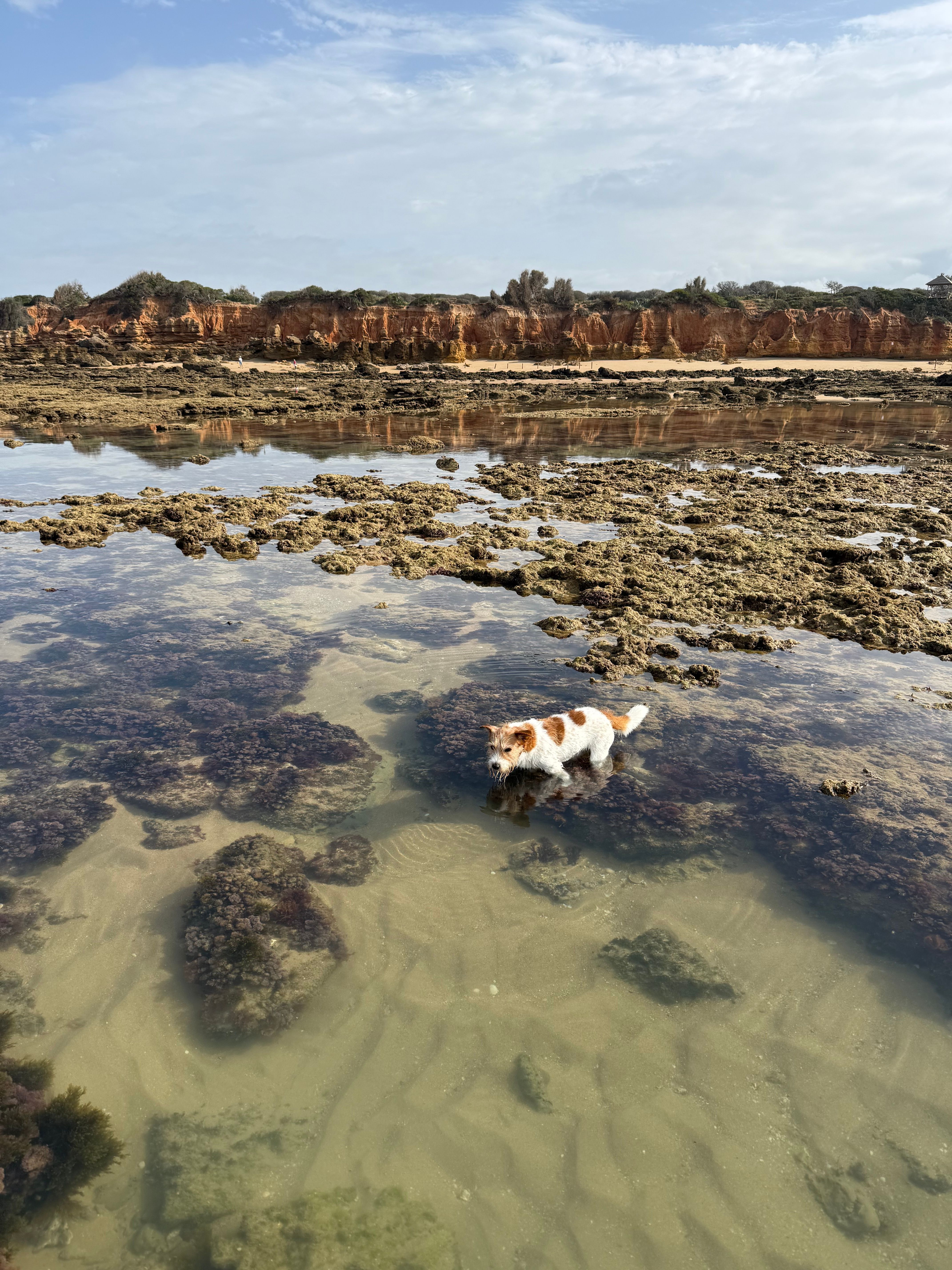 Sparrow  - Paseo Marítimo, Chiclana de la Frontera