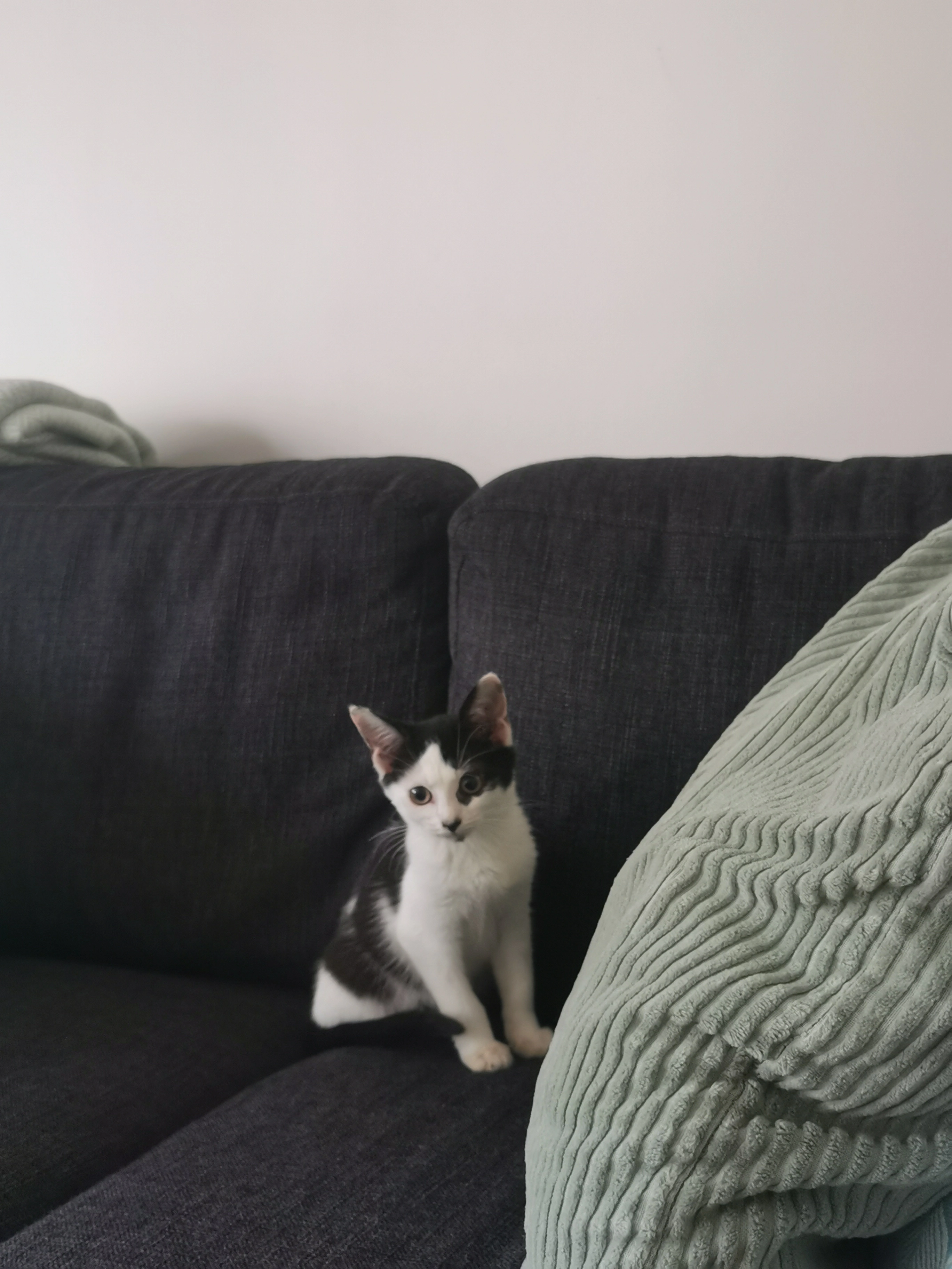 Nessa - Rue de Colmar, Courbevoie