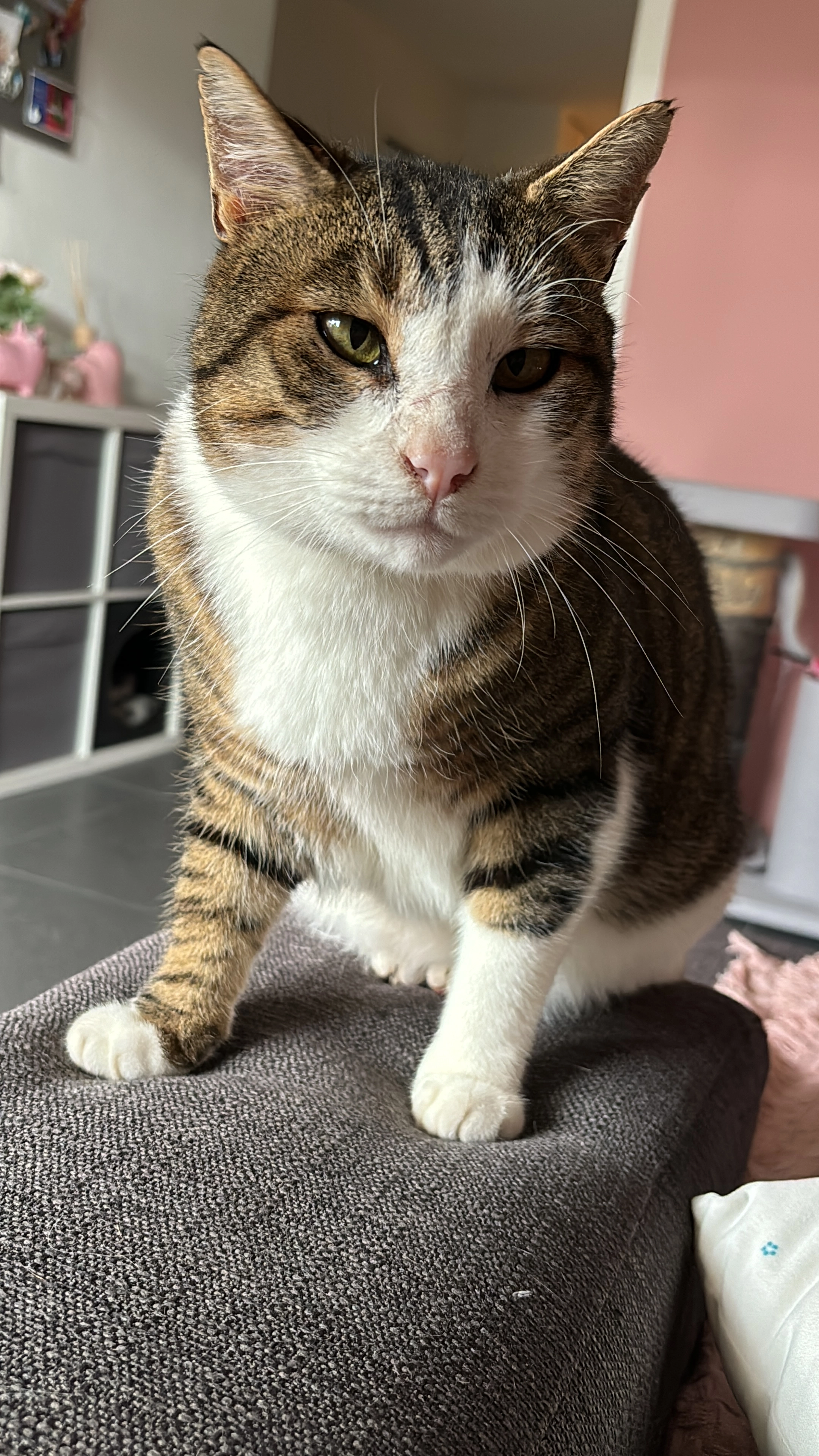 Jöschi - Rotbachweg 8, Hüswil