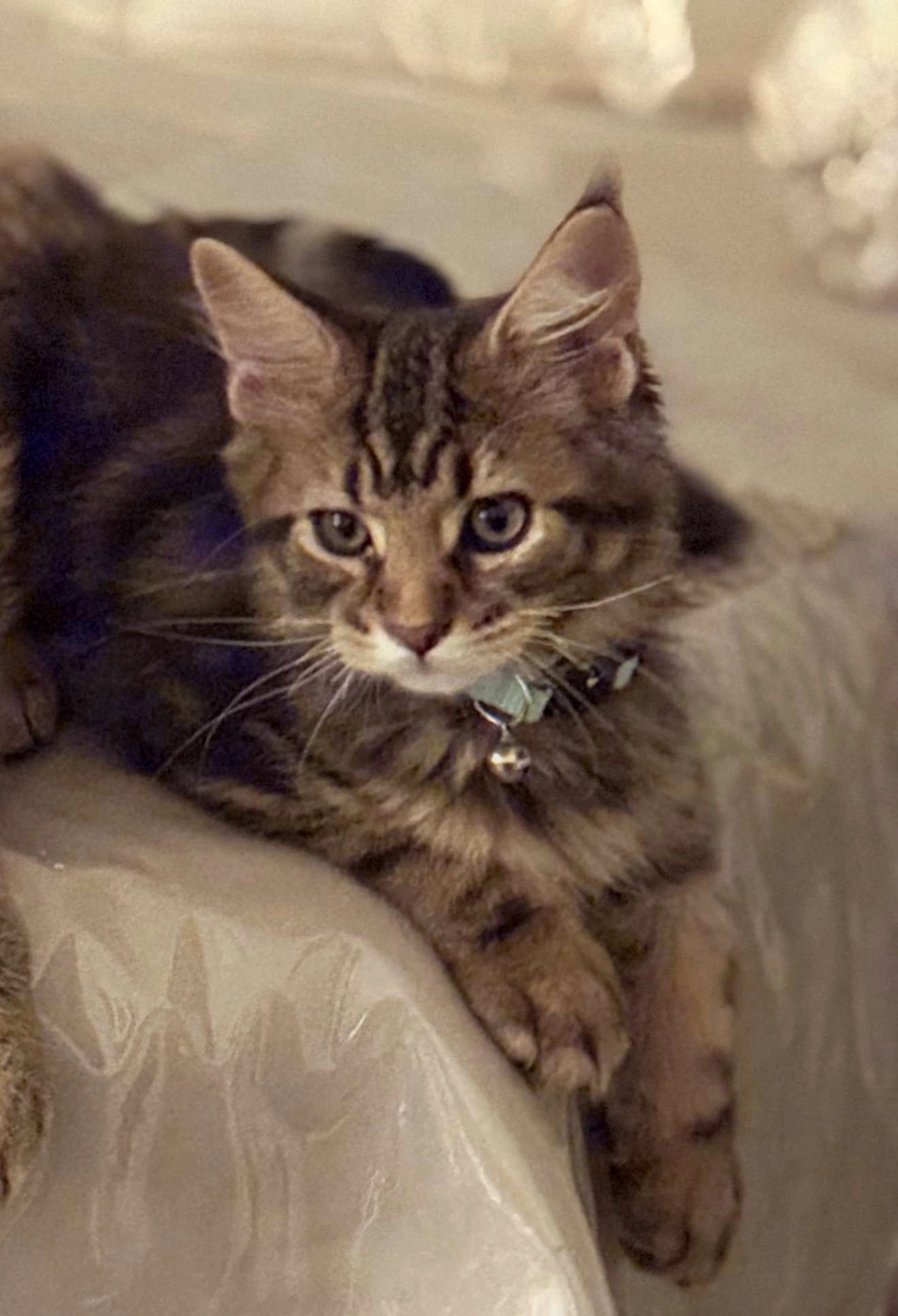 Tsuki  - 13 Rue de la Costa Brava, Montpellier