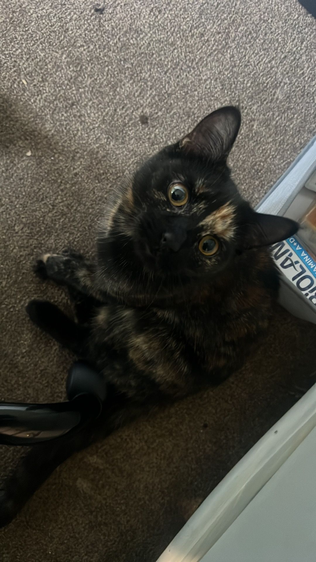 Tea - 1 Dereham Road, Norwich