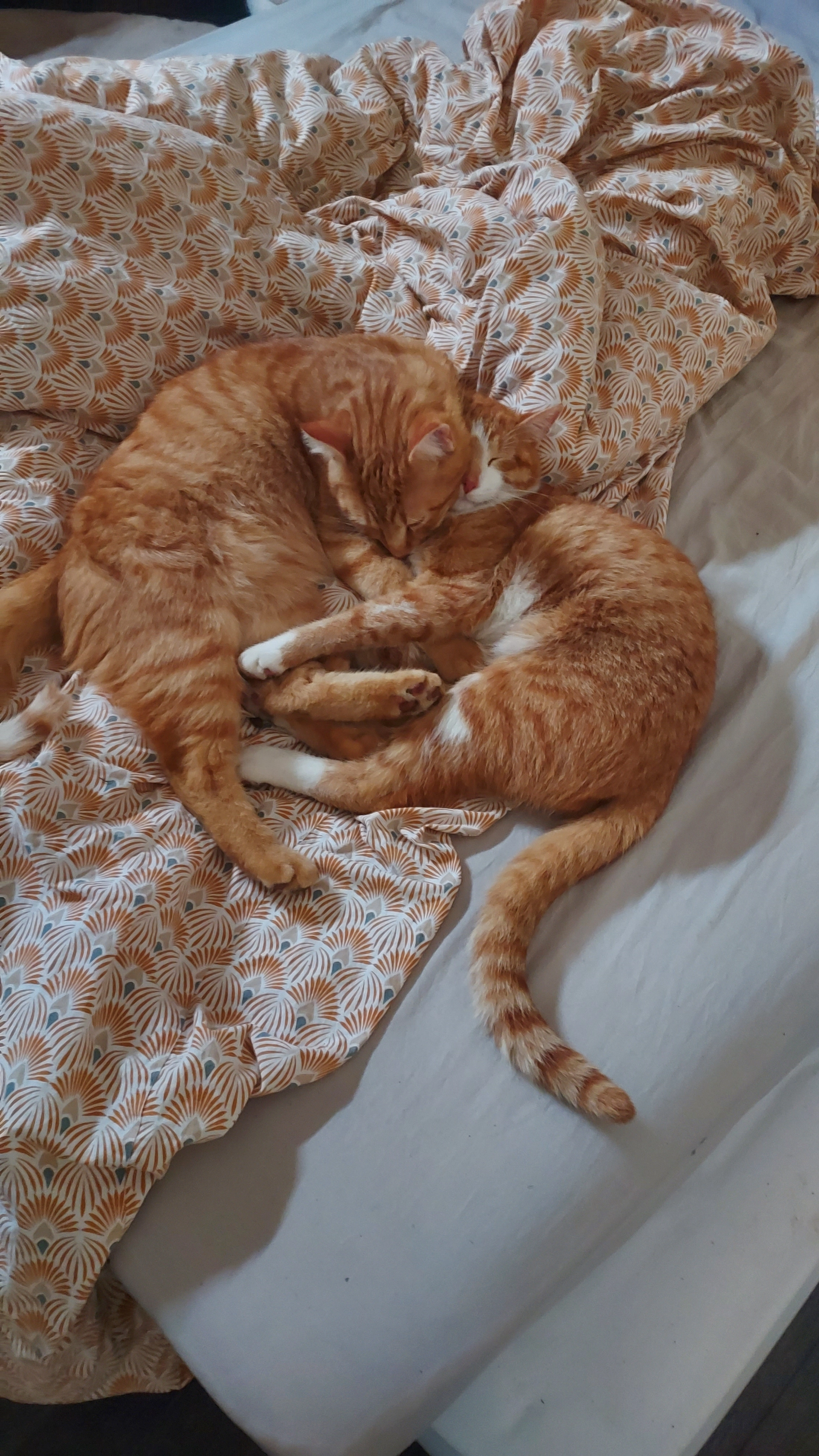 Sherlock et watson - Chemin Des Crôts, Baudrières