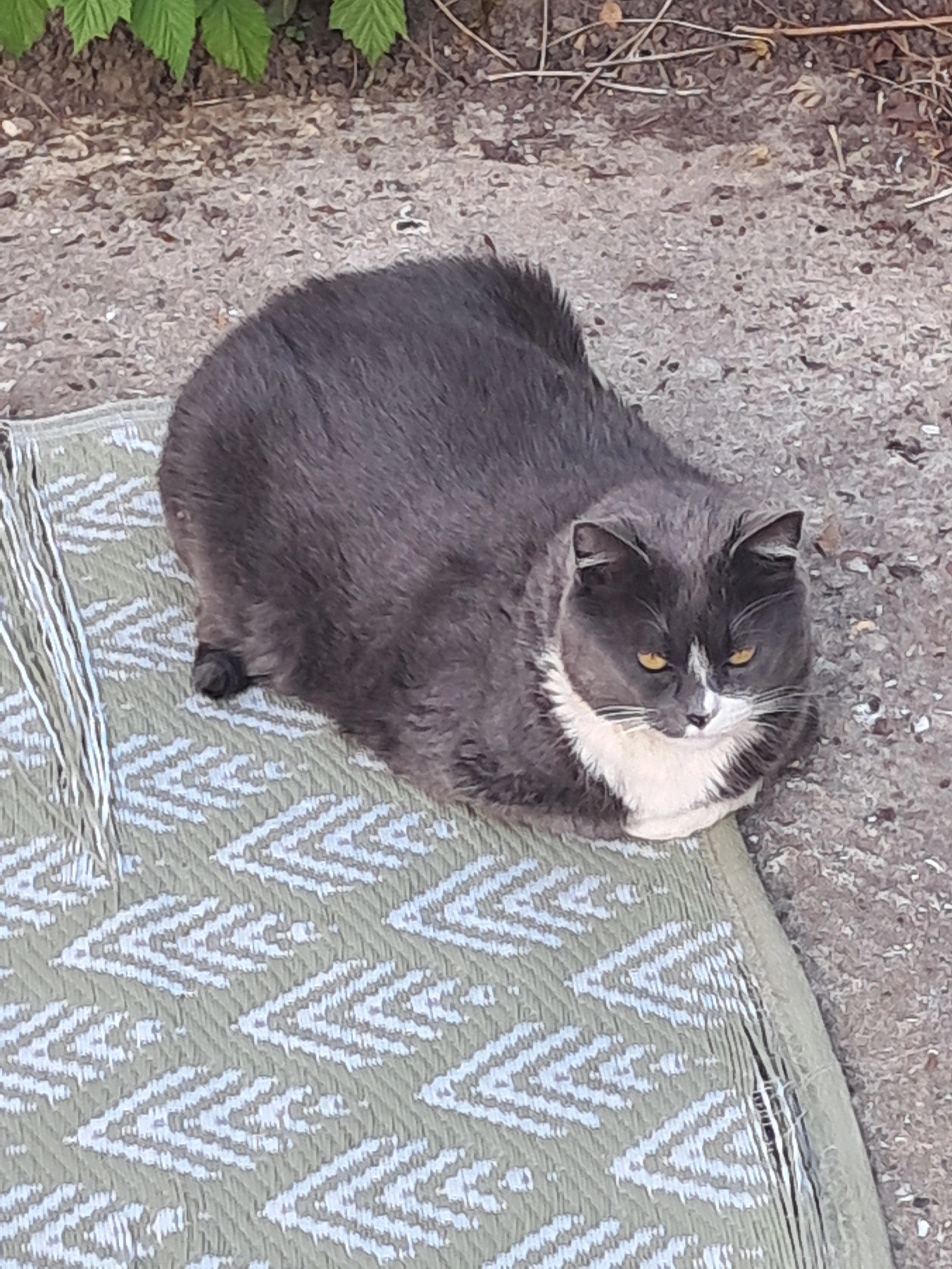 Goia - Rue Aux Moines, Le Havre