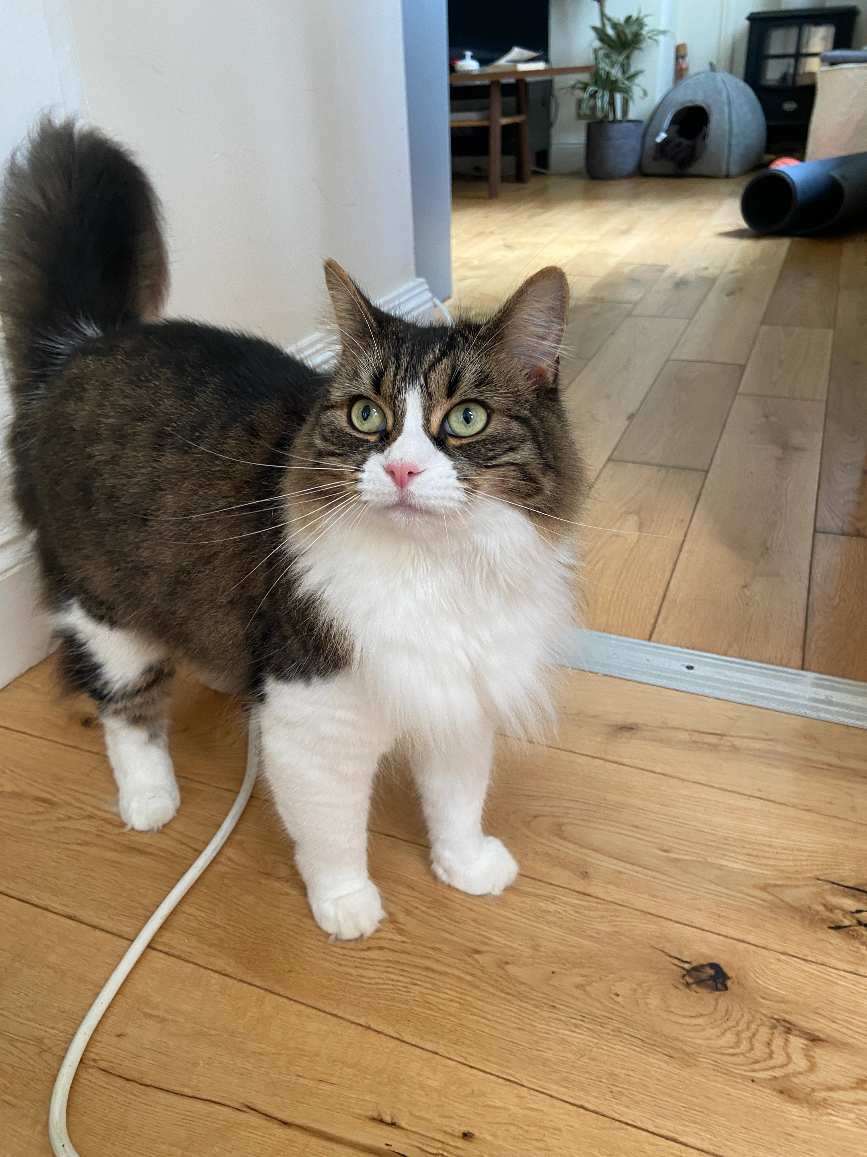 Tufa - New City Row, Strathblane