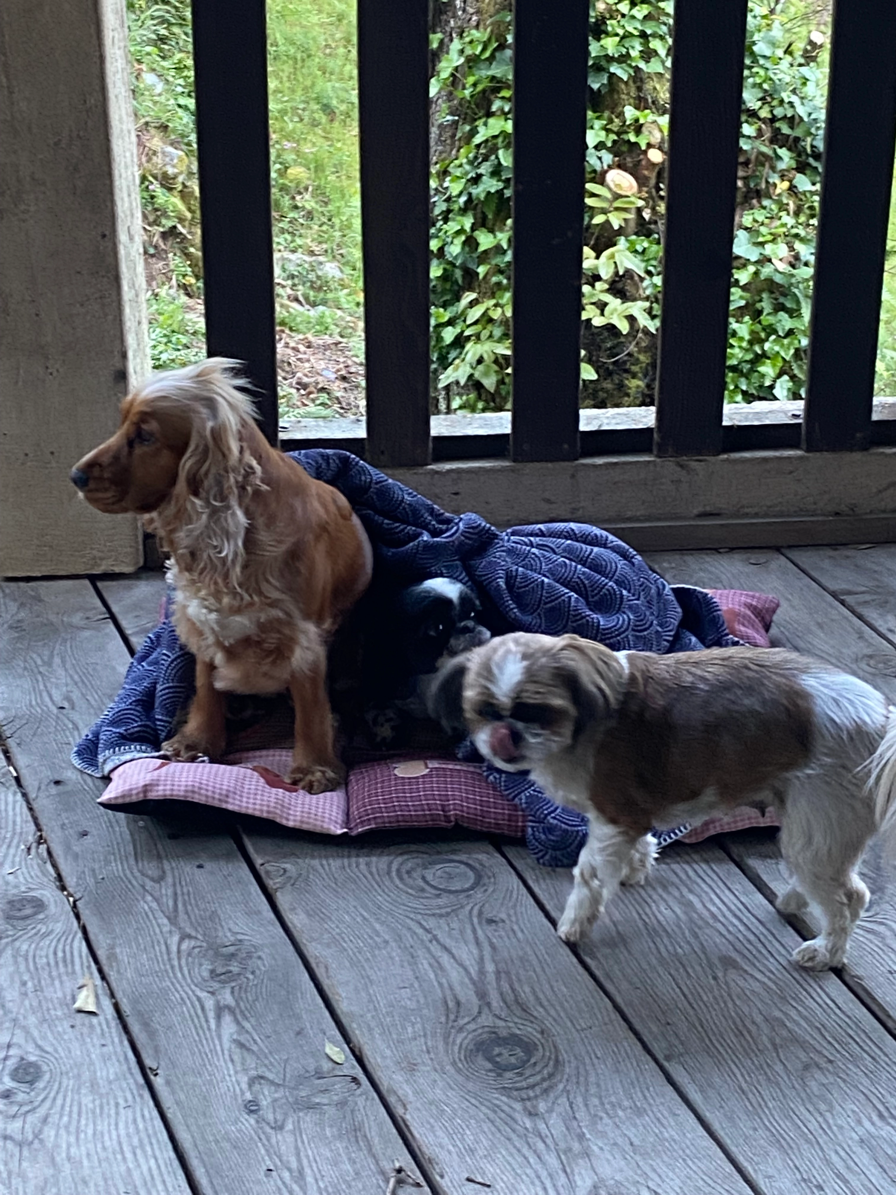 Nala - Chemin De Fedevieille, Saïx