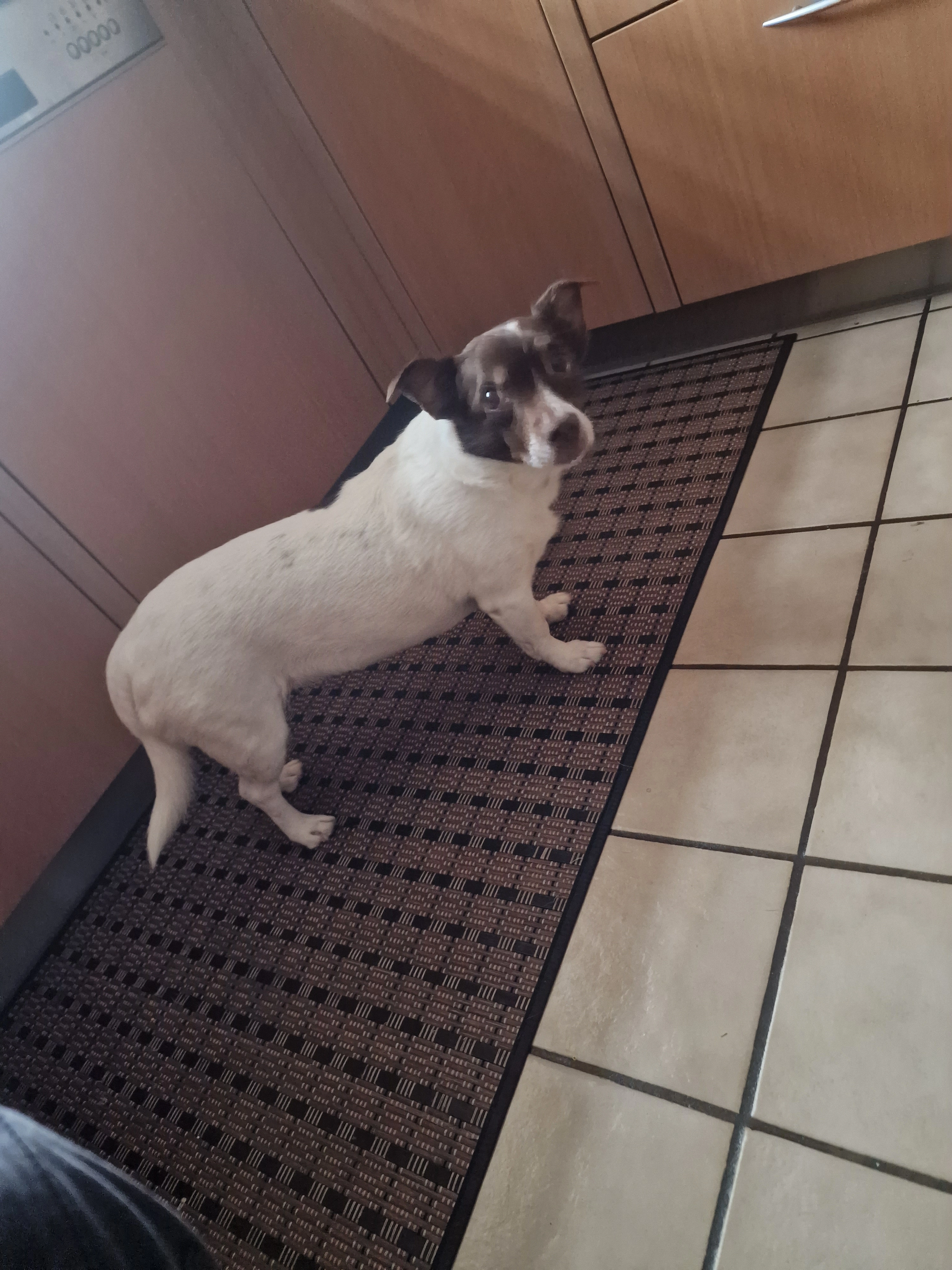 Carlotta - Waldstraße, Gerolstein