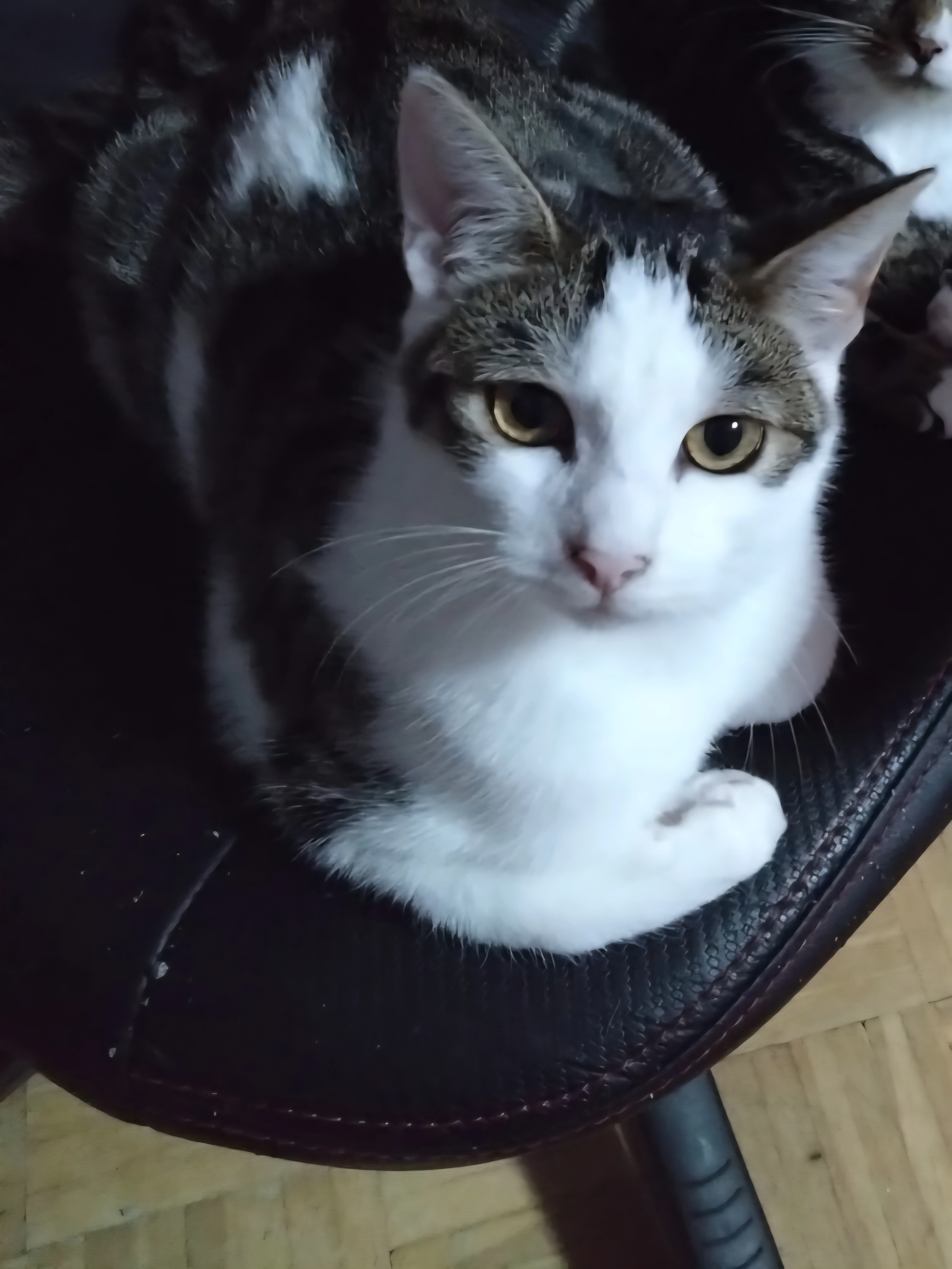 Lamia - Asseler Straße, Drochtersen