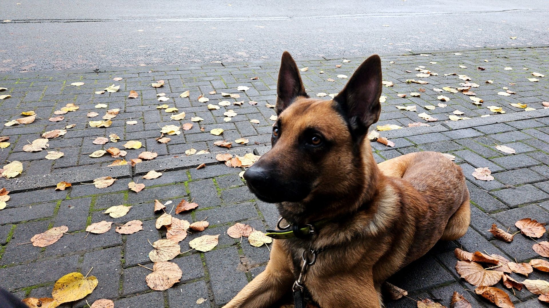 Boom - Badegow, Crivitz