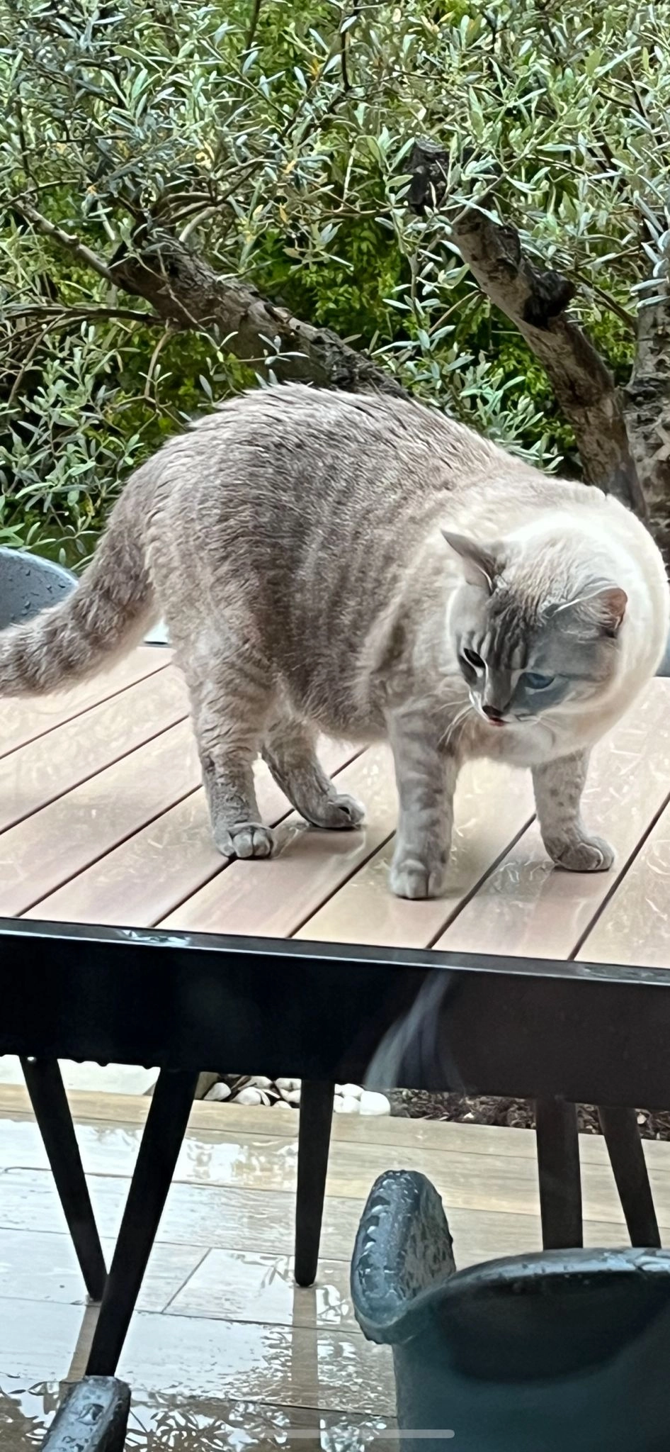 Poppy - 6 Place de l'Horloge, Vedène