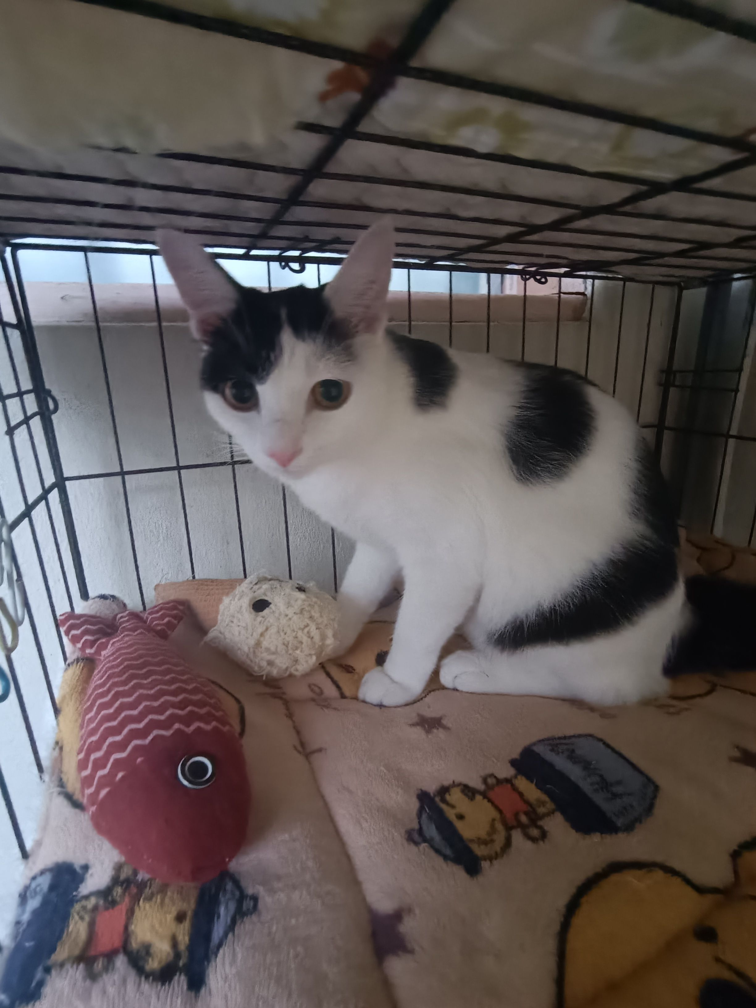 Spots  - Hong Seng Estate, Mount Erskine Road, 10470, Penang