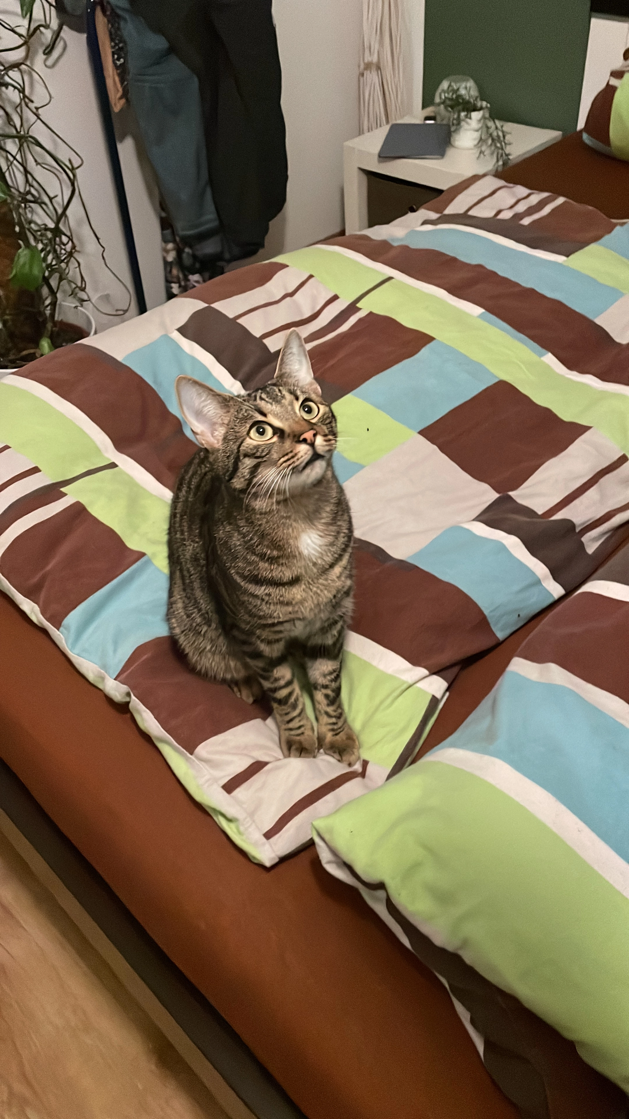 Diego  - Simmerner Straße, Emmelshausen