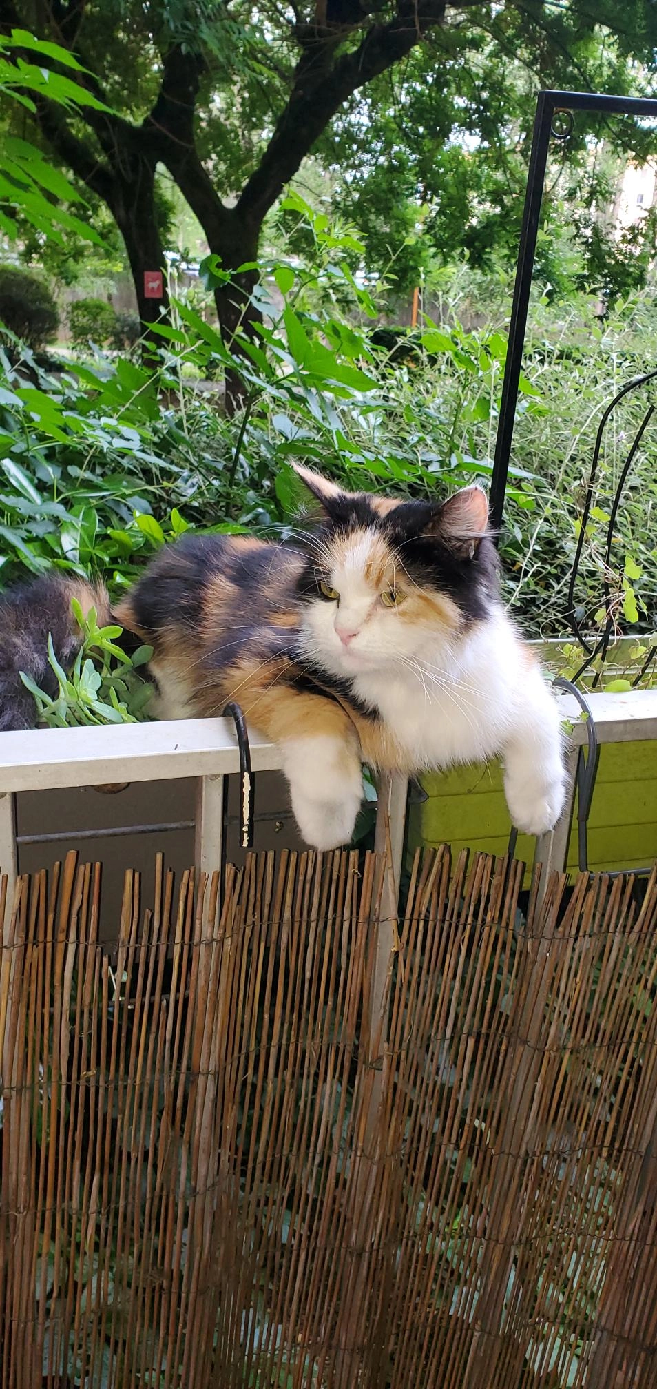 Flora - 6 Rue des Aulnes, La Ravoire