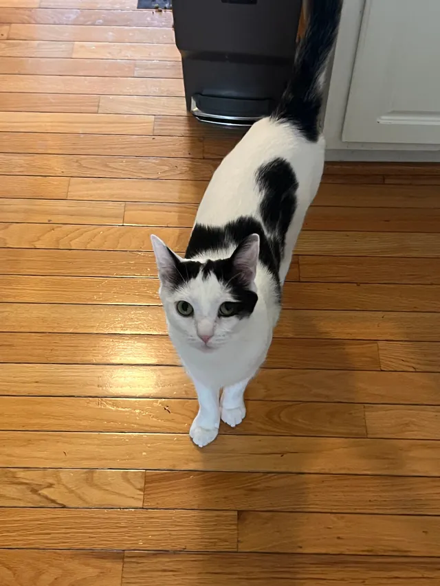 Oreo - 13130 Rose Petal Cir, Herndon