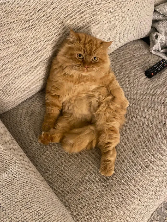 Simba - 35655 Dover St, Livonia