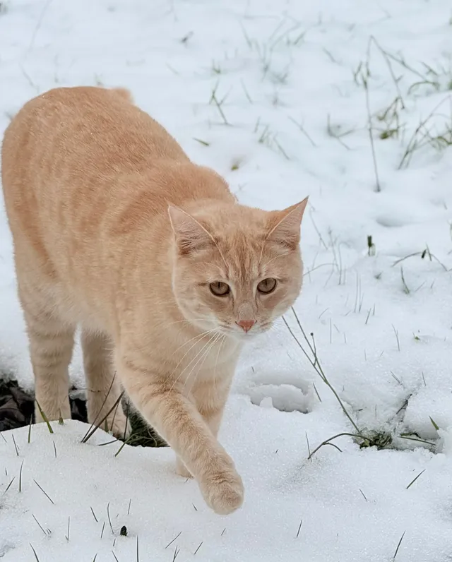 Casper - Lindon Drive, Derby