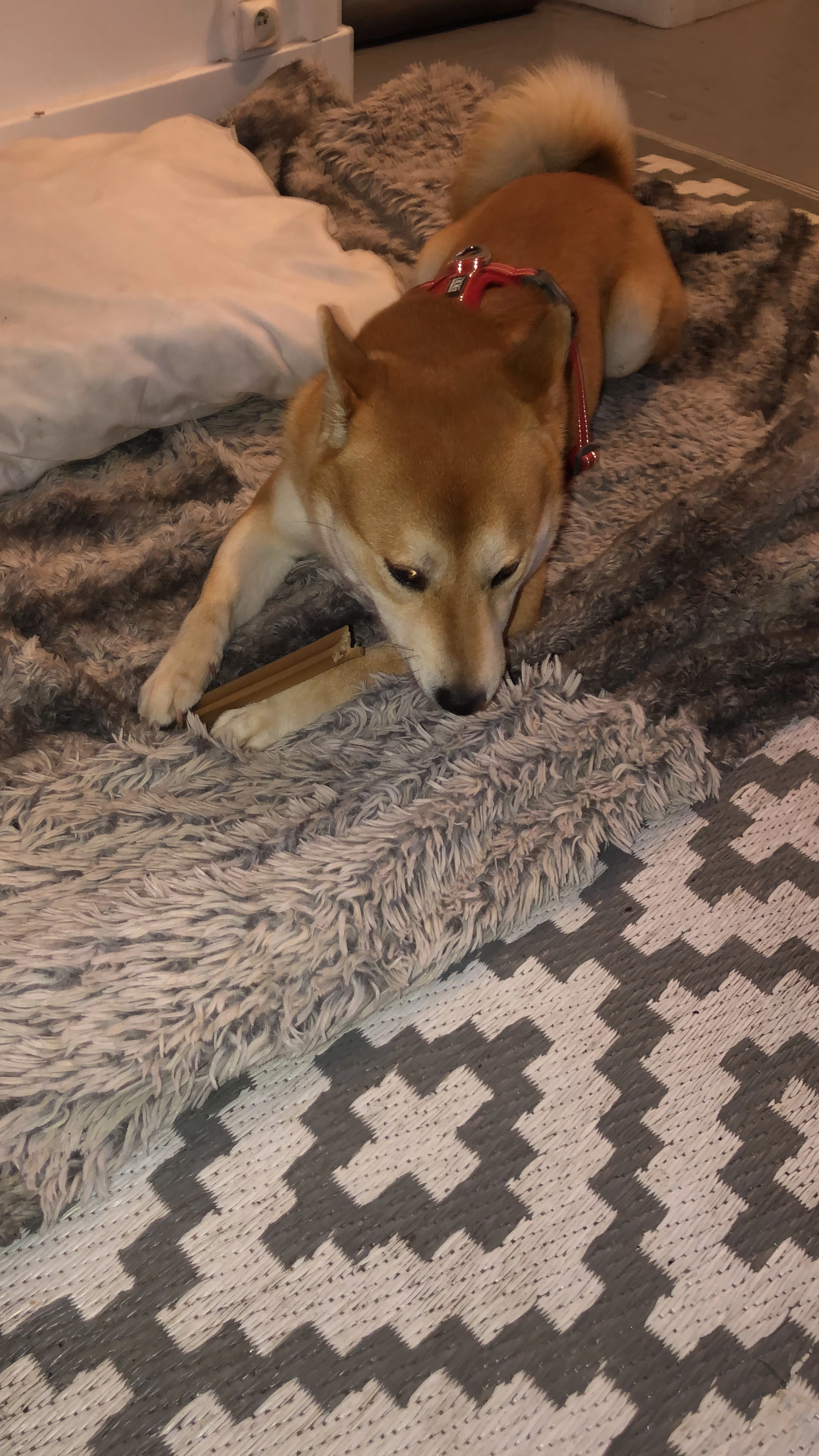 Pablo - 54 Rue Voltaire, Levallois-Perret