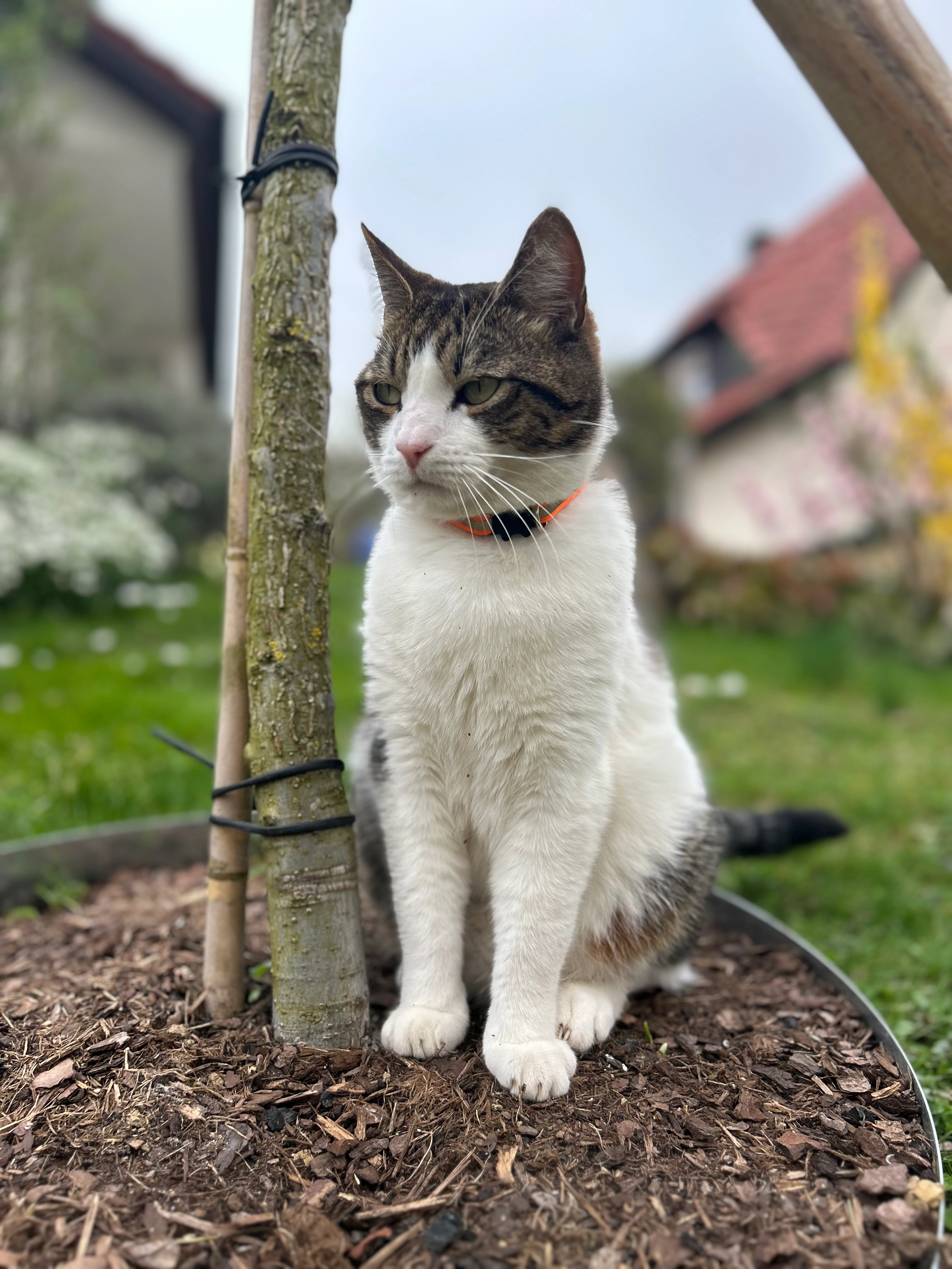 Sammy - Schumannstraße, Aalen