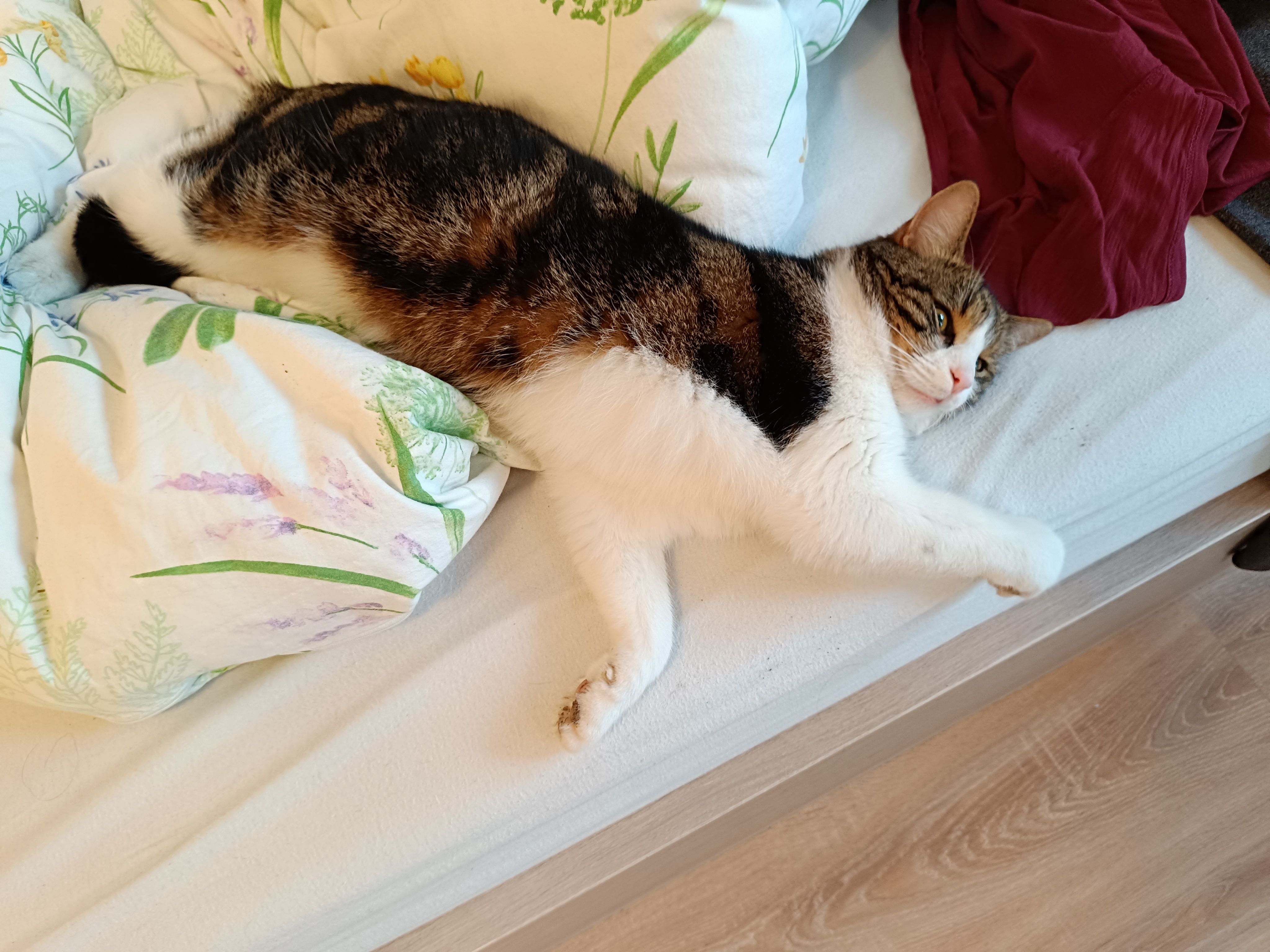 Charly  - Au Bei Der Traun, Gunskirchen