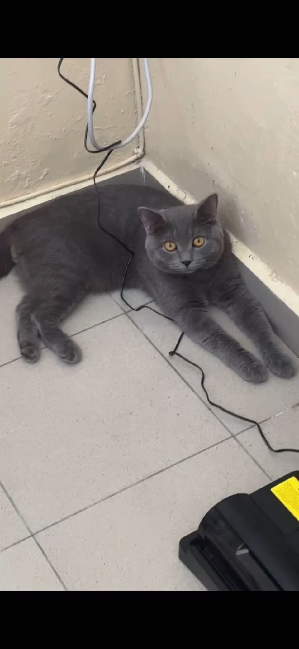 Momo - Jalan Perak 1, Pulai