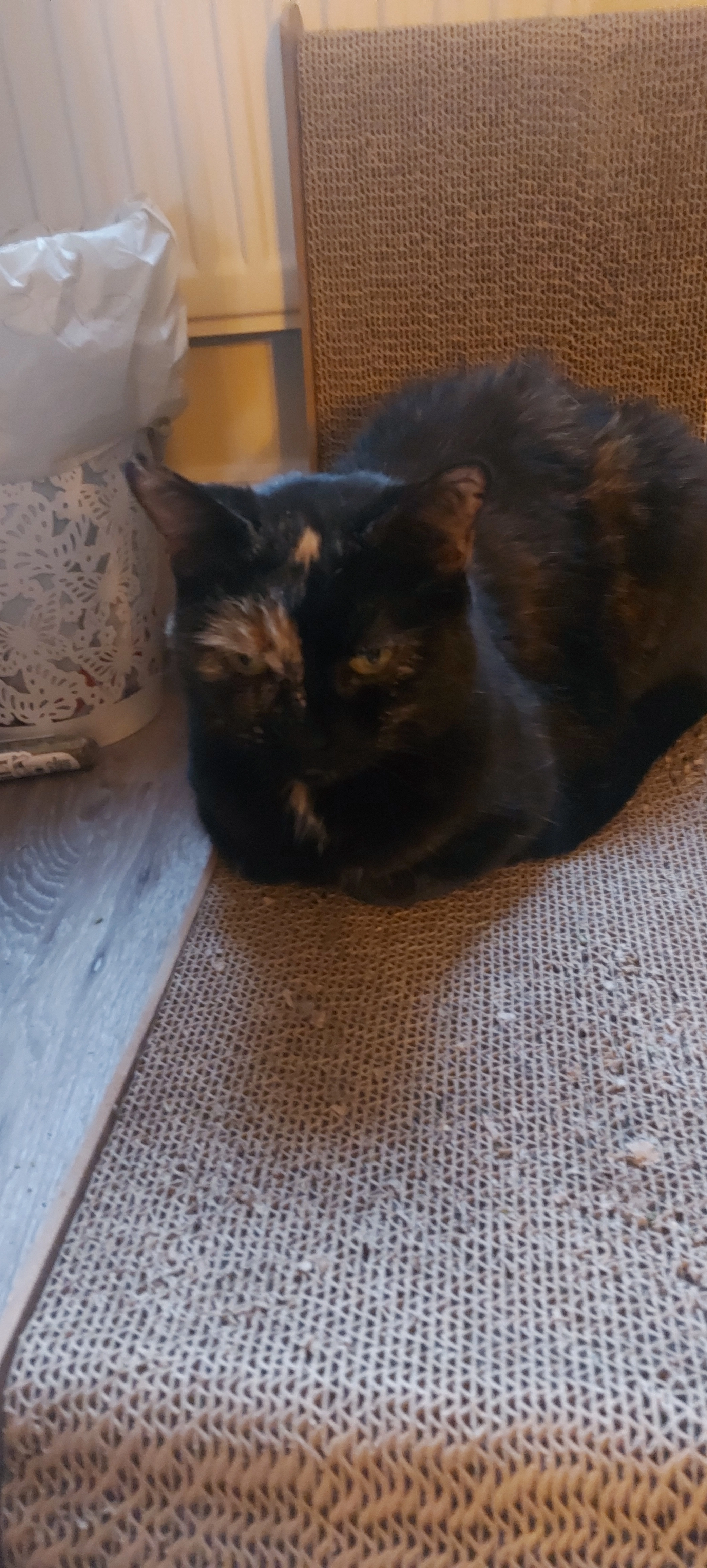 Evie - 2 Privett Close, Basingstoke