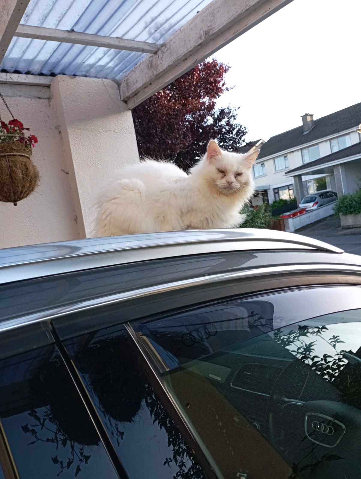 Diamond  - Cherry Park, Galway