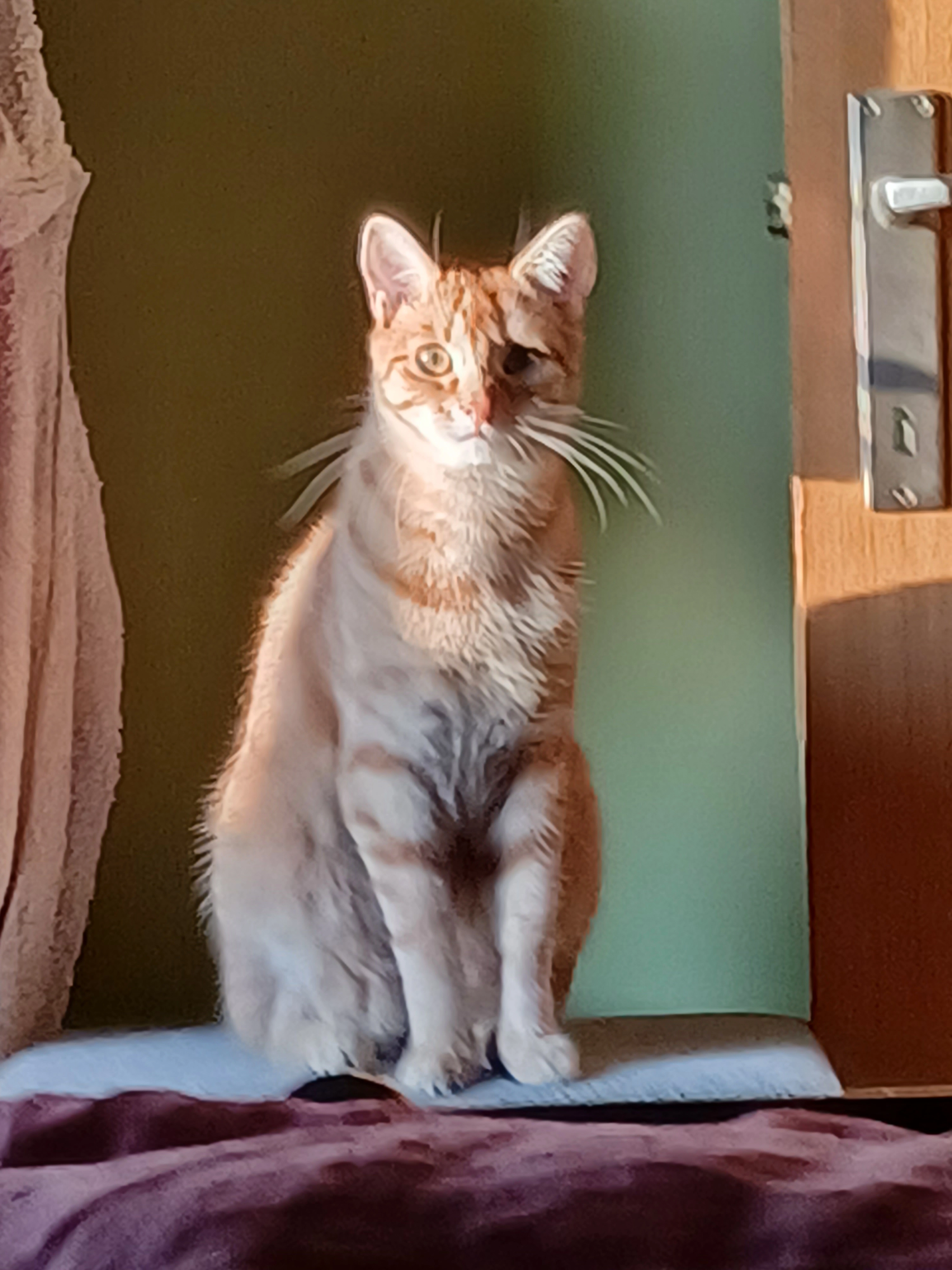 Zazoe - Molenakkers 36, Rijkevorsel