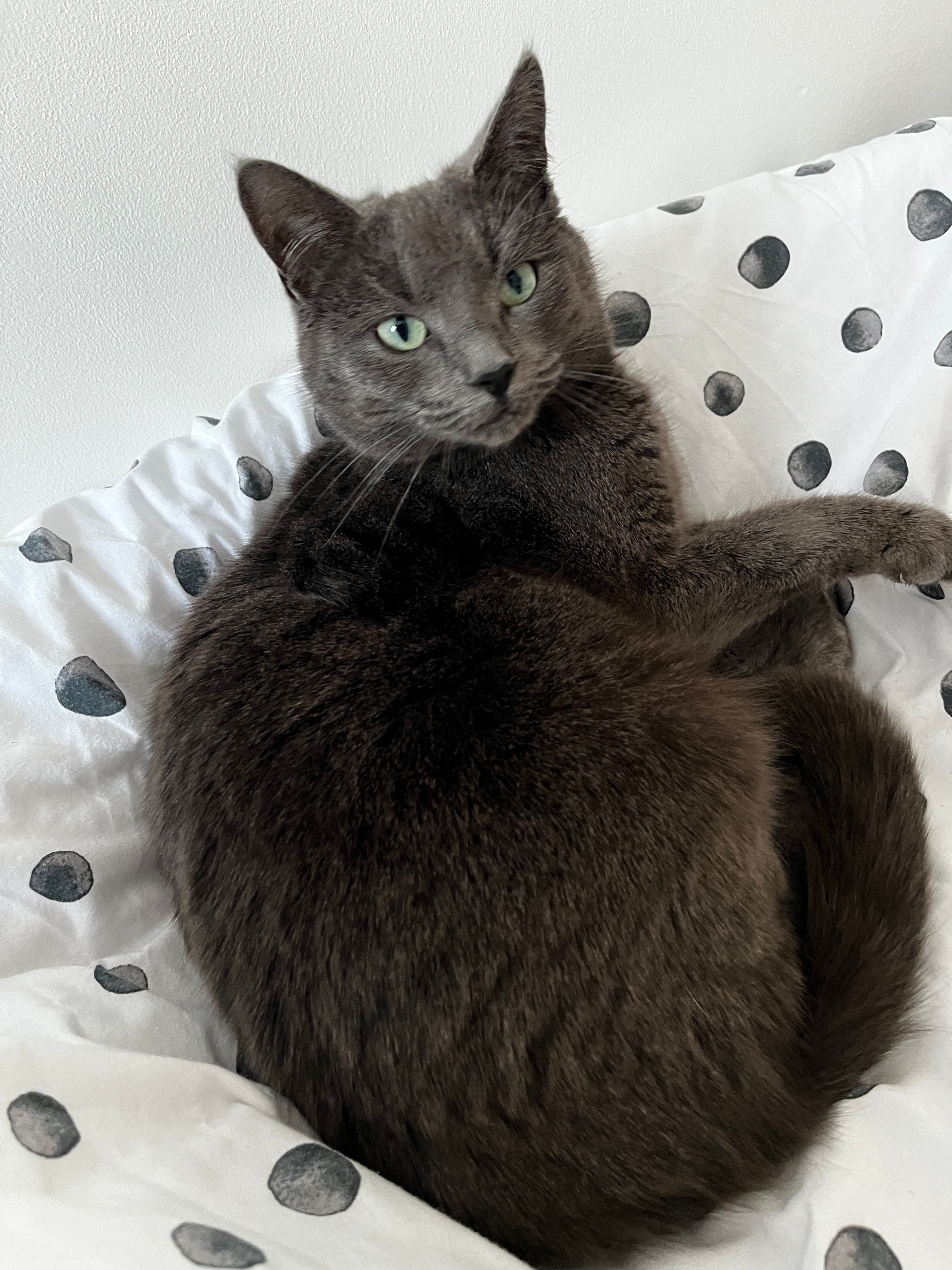 Peaches  - Kildonan Crescent, Inverness