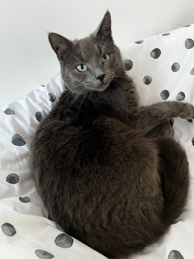 Peaches  - Kildonan Crescent, Inverness