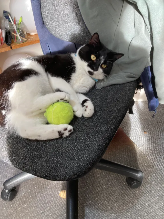 Cat Harry - Cherrywood Lane, Morden
