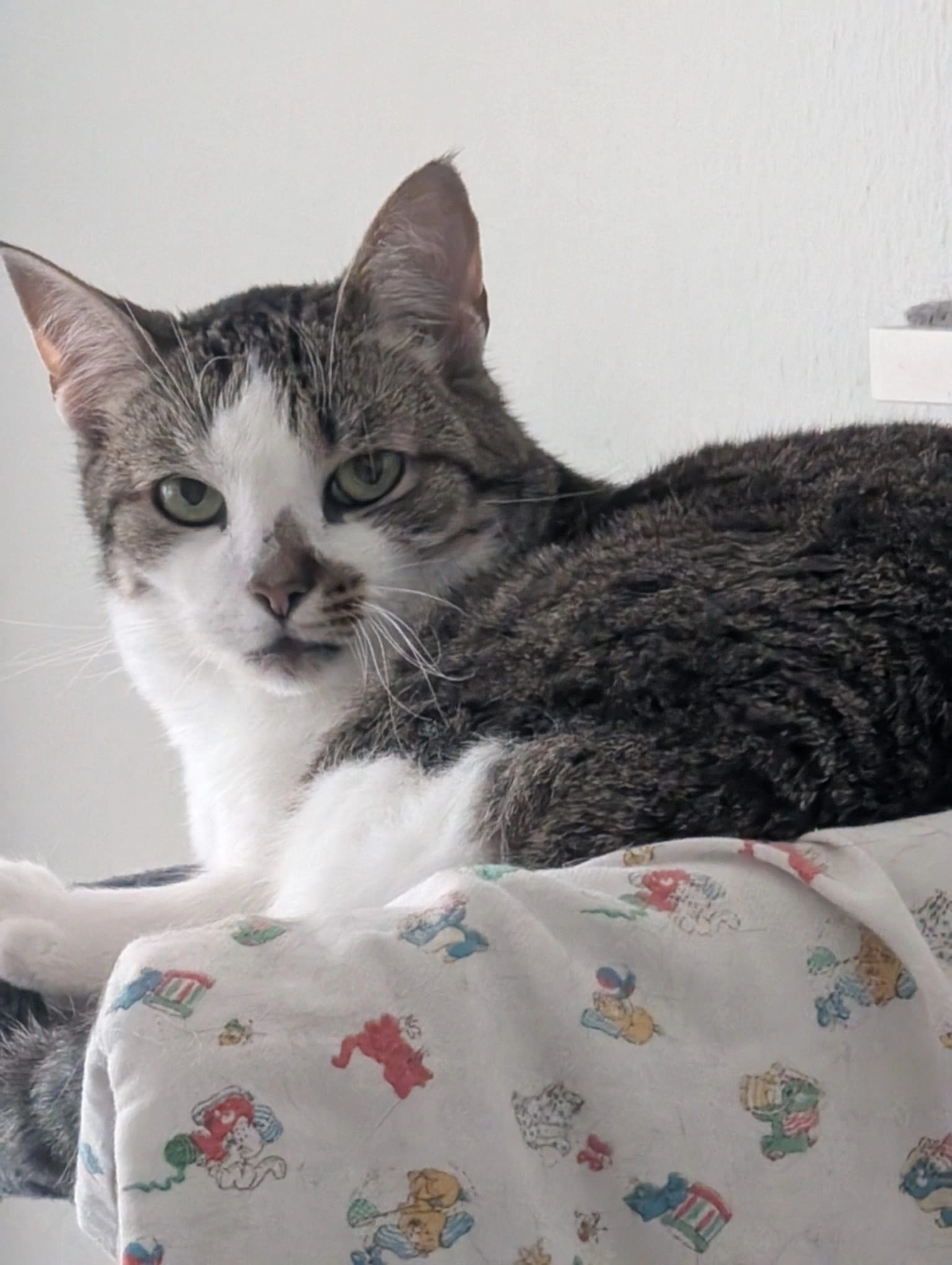 Mini - Nikolaivorstadt, Görlitz