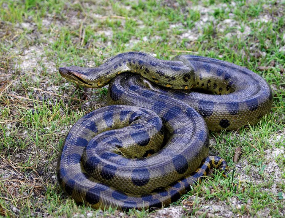 Anton - Akazienweg, Steinau an der Straße