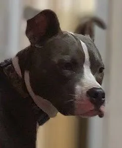 Smokey - 4050 Joor Rd, Baton Rouge
