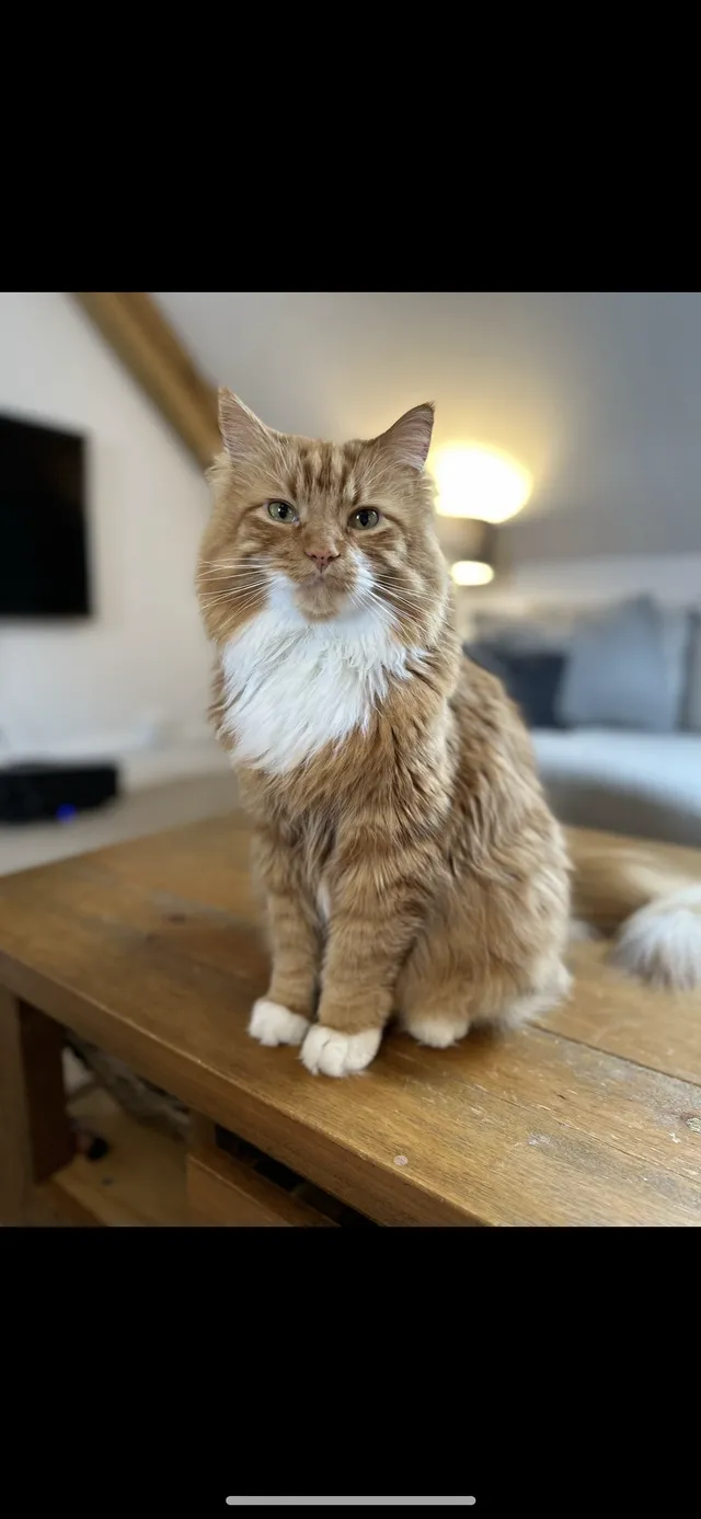 Tigger - Waynflete Lane, Farnham