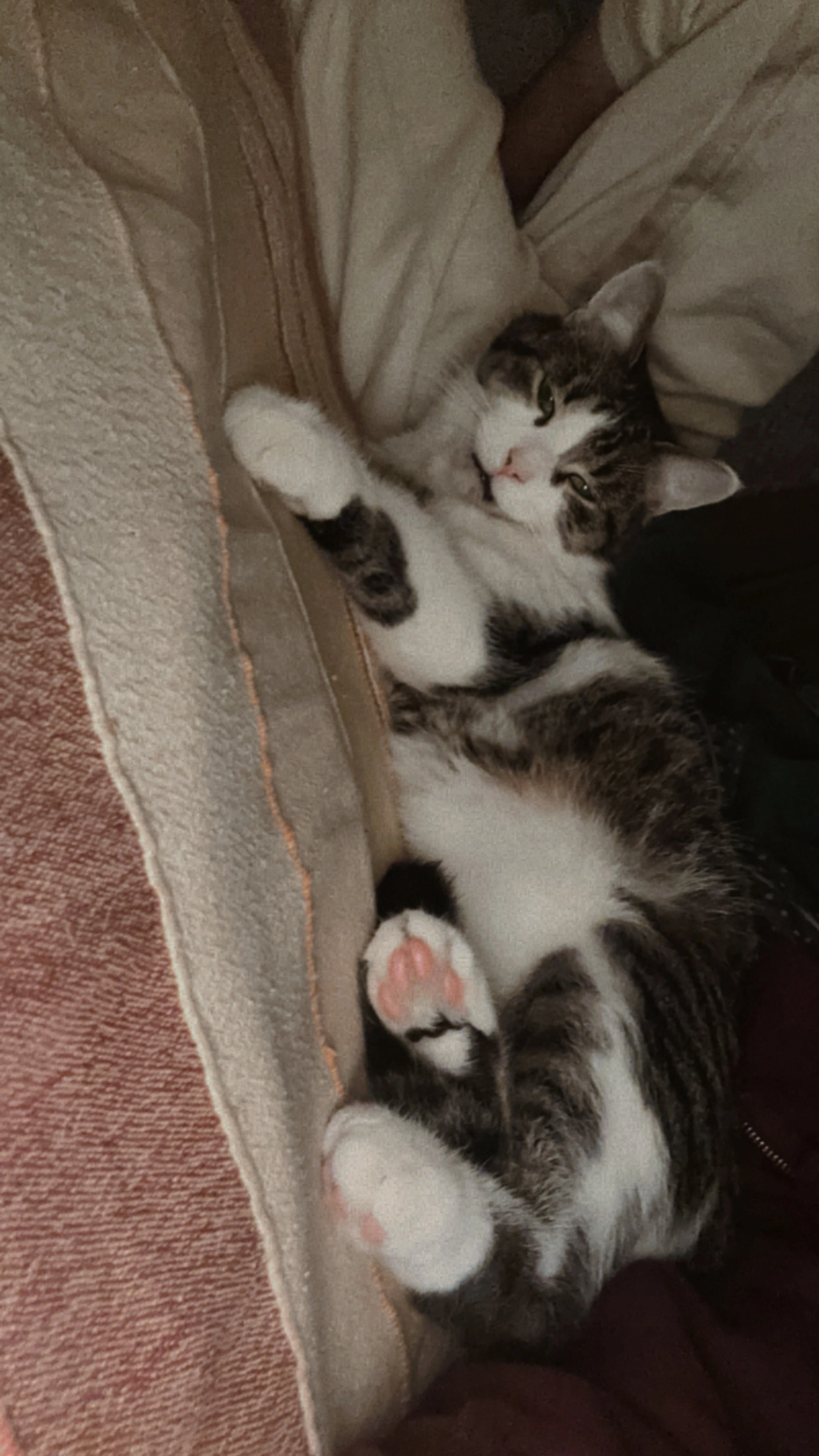 Habbibi - Graf-Recke-Straße, Düsseldorf