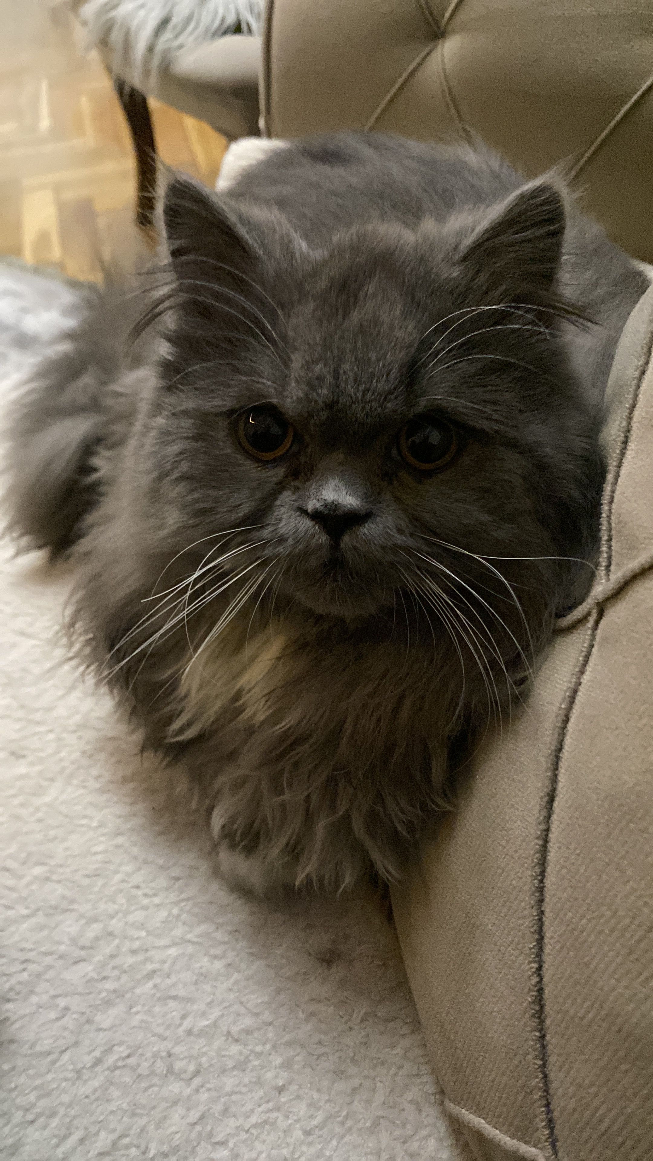 Otelo - Седек Костоски, Gostivar