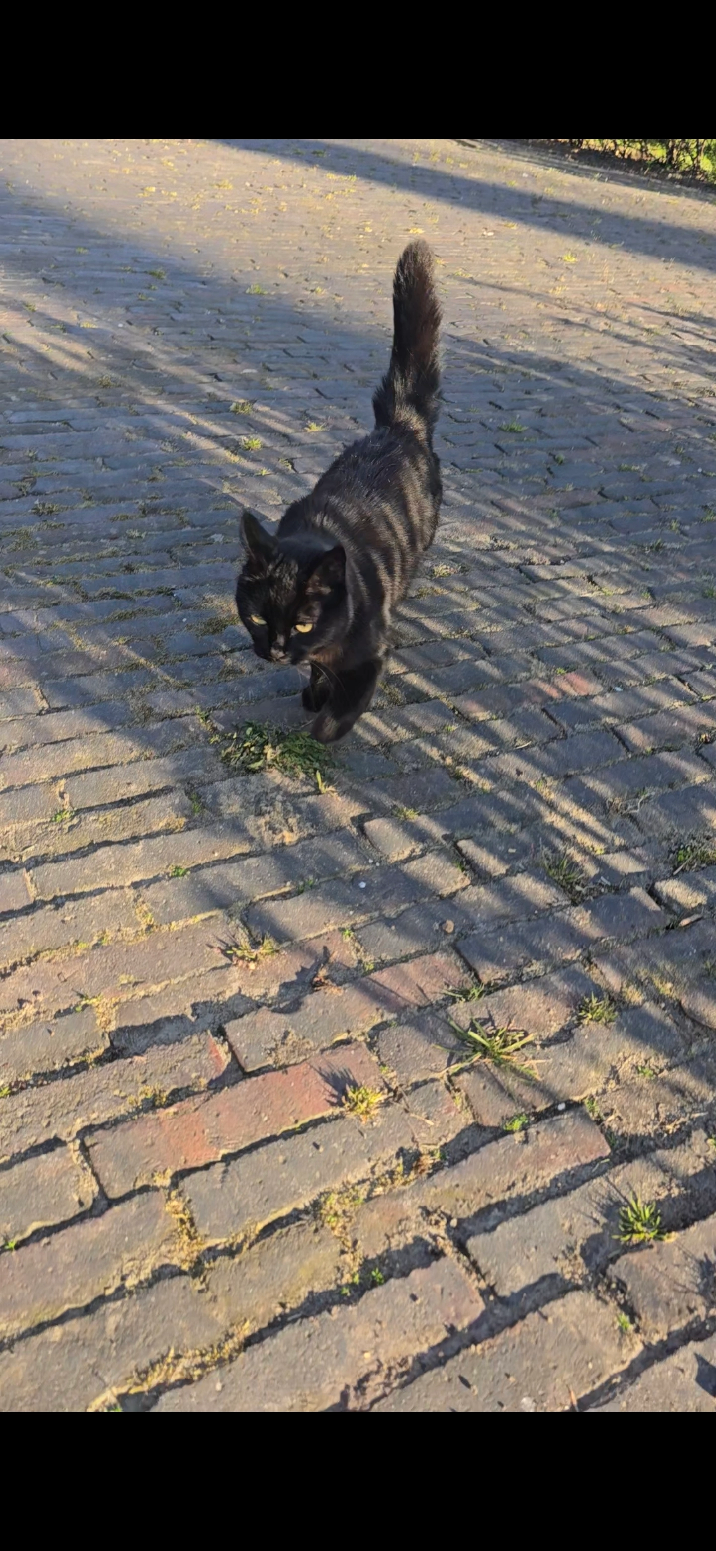 Scar - Bahnhofstraße, Detern