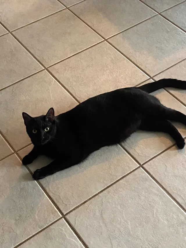 draco - East Milas Lane, Glenn Heights