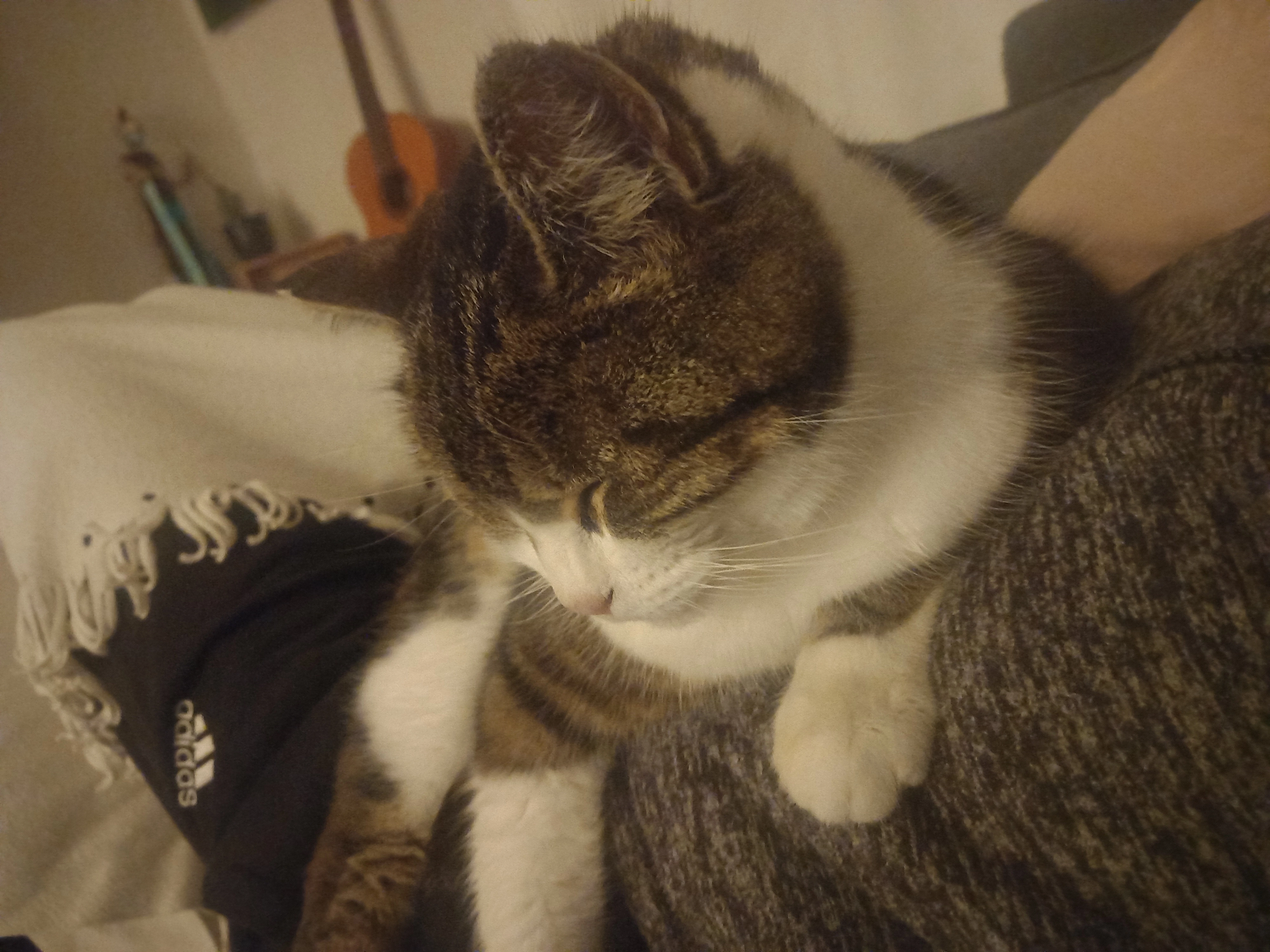 Fraise - Rue du Mayne, Toulenne