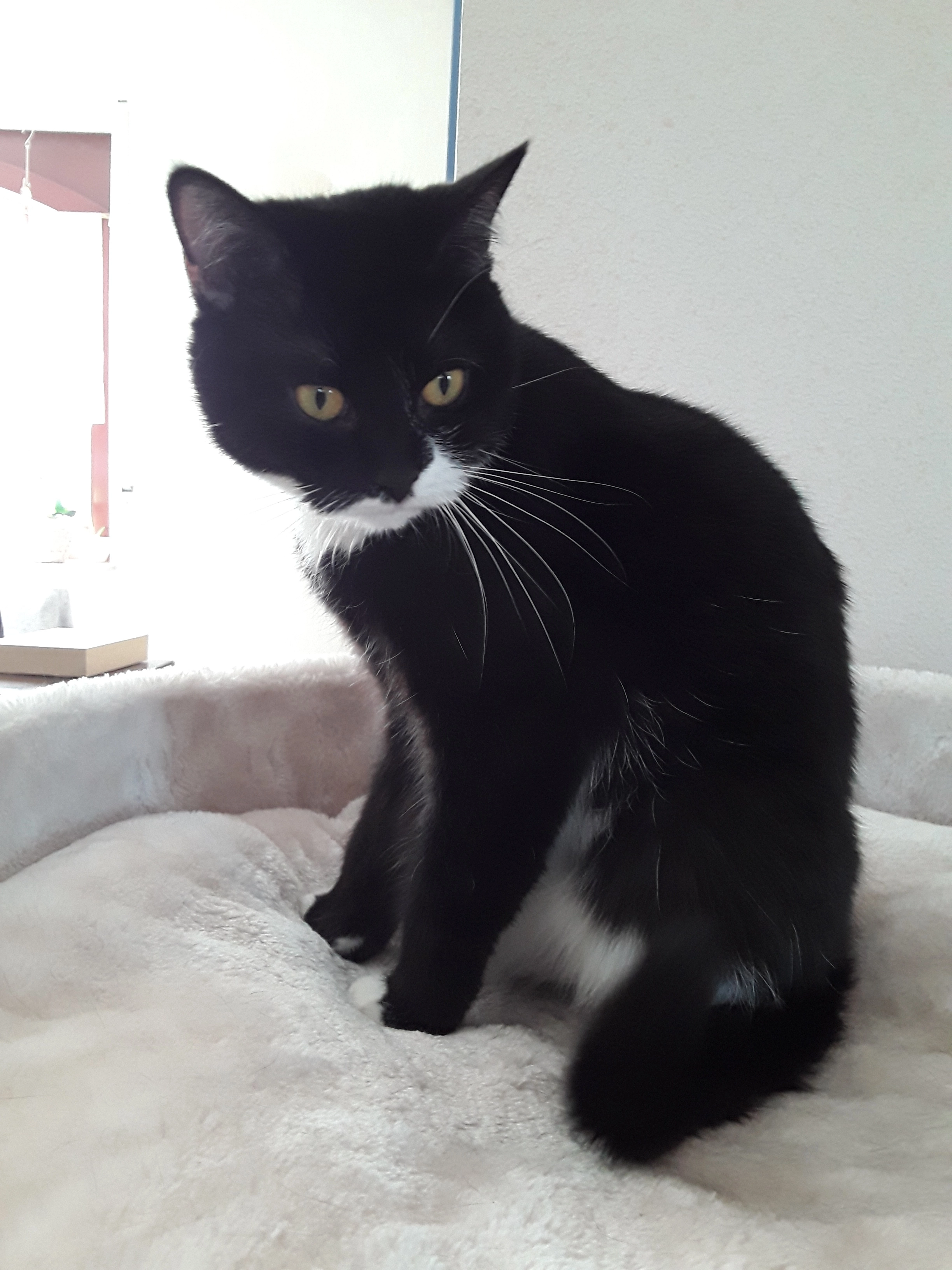 Daisy - Pfaffenkopfweg, Beckingen